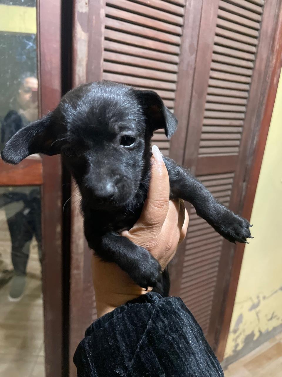 Salsicha  - Foto 1