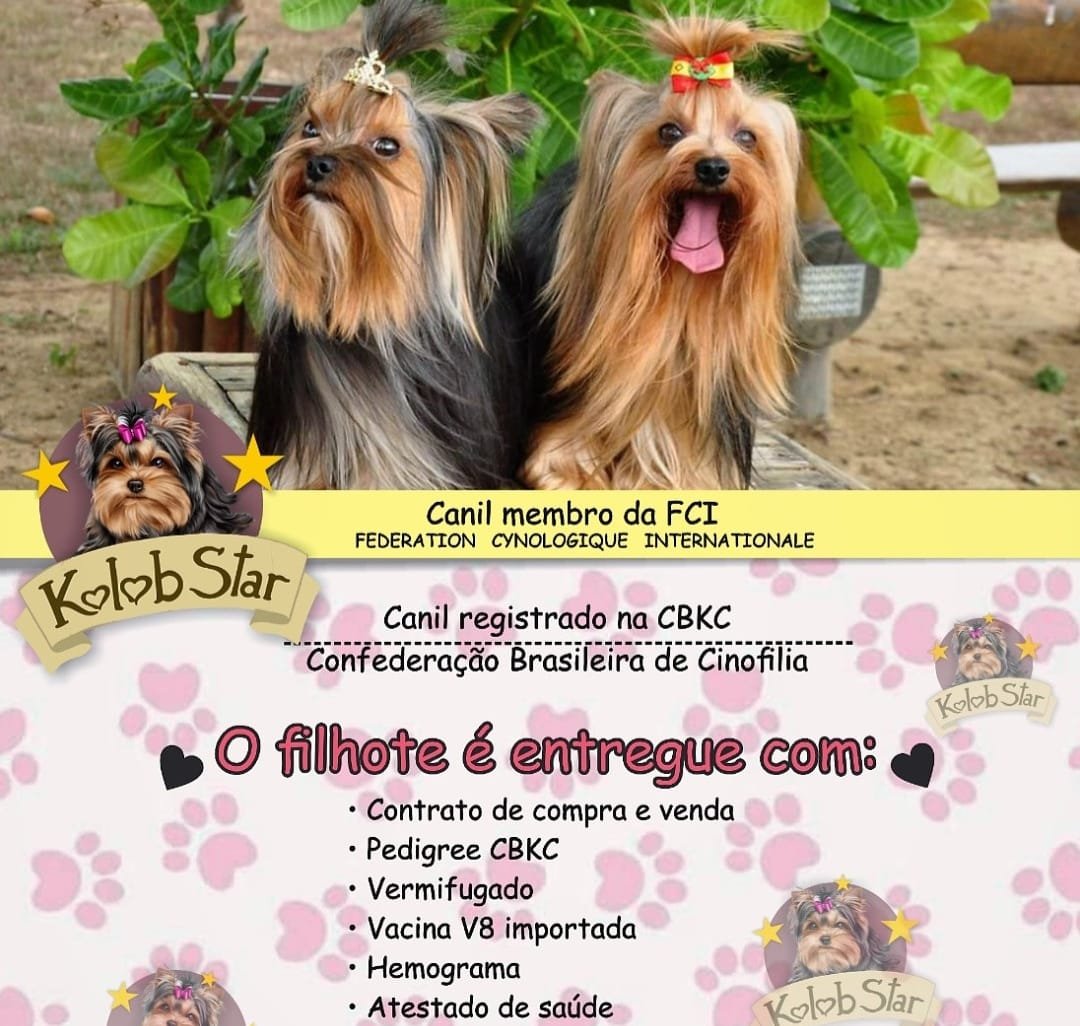 Filhotes Yorkshire Terrier - Foto 1