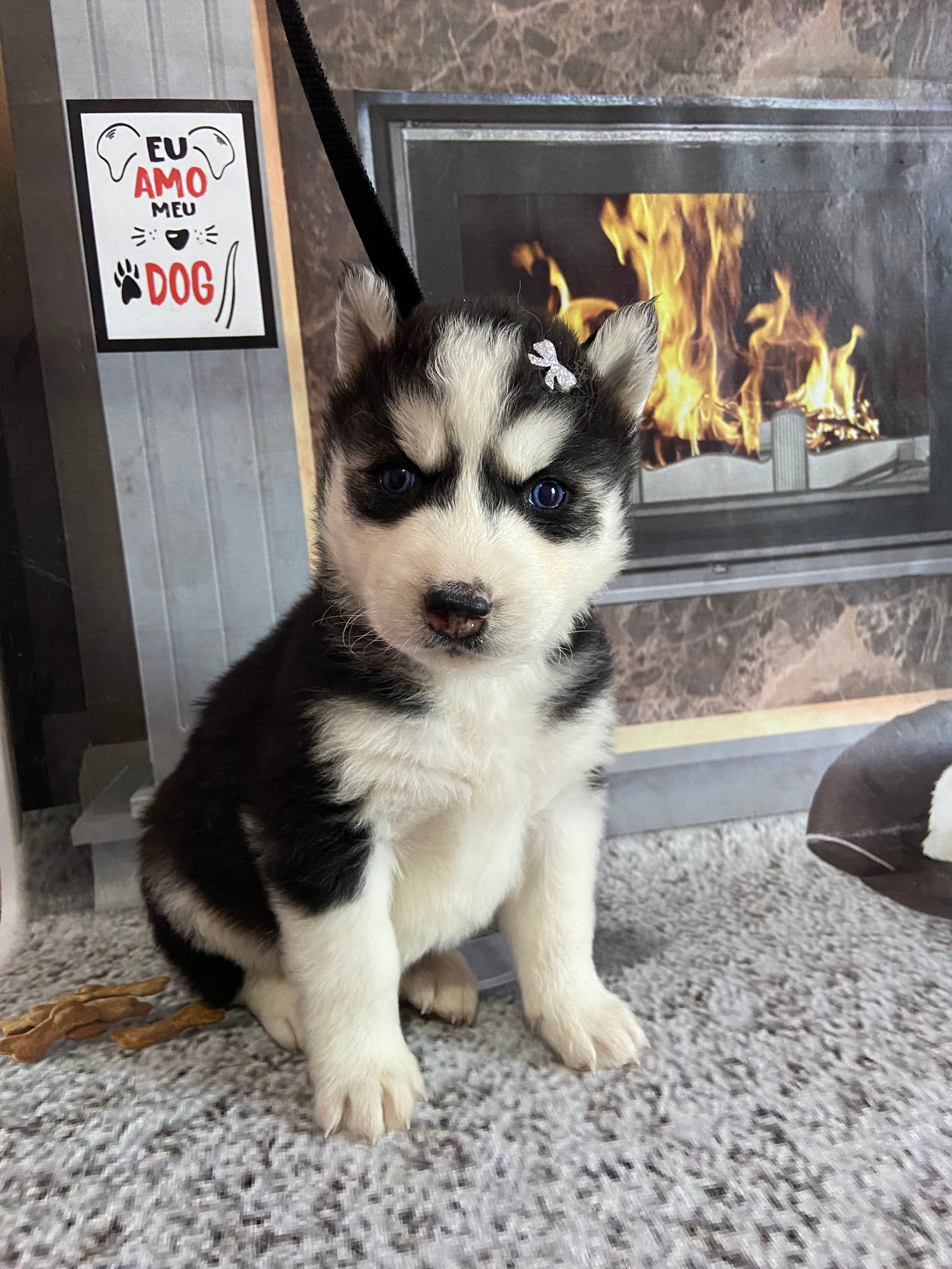 Filhotes de husky siberiano  - Foto 2