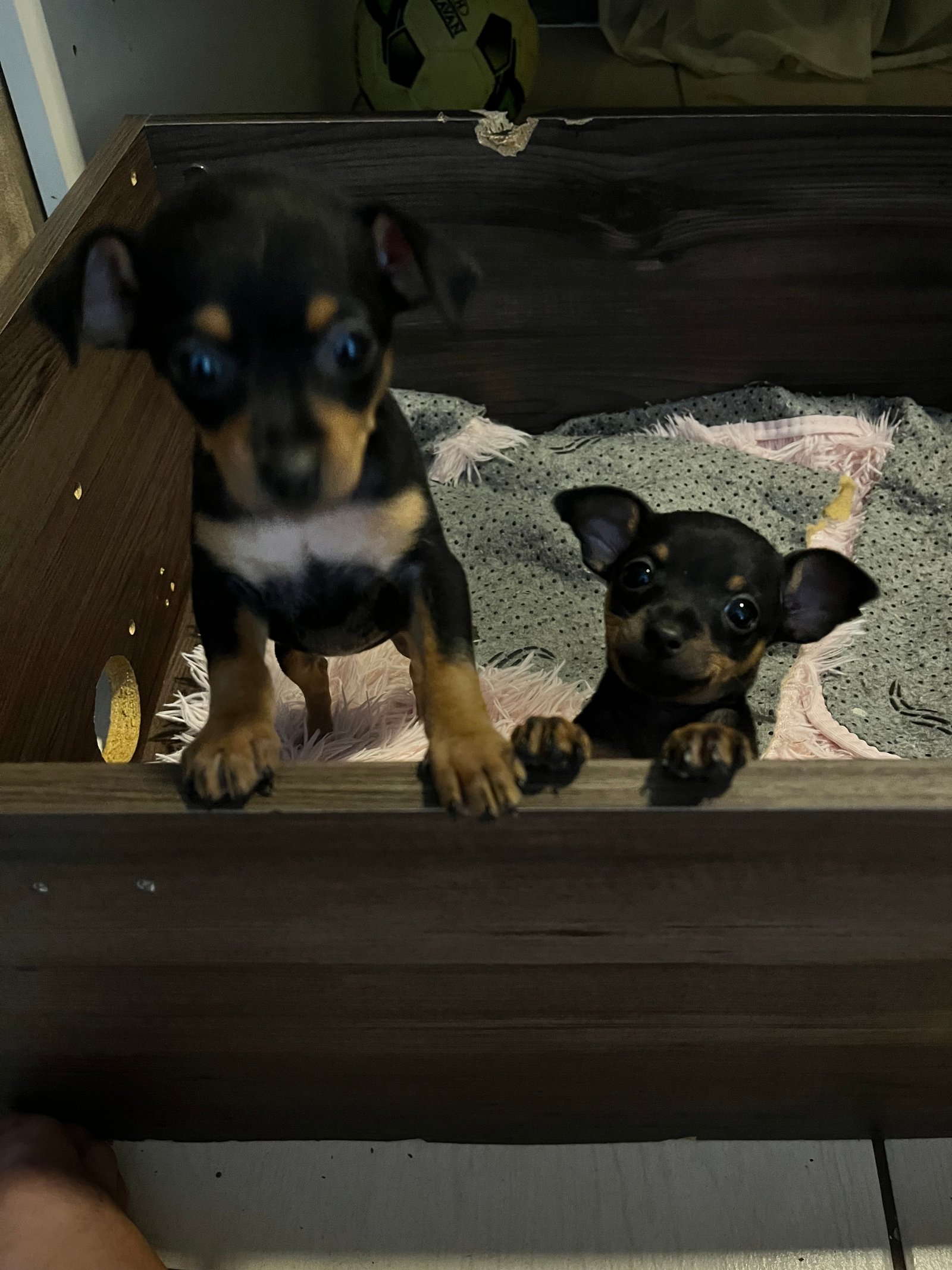 Vendo filhotes de Pinscher  - Foto 1
