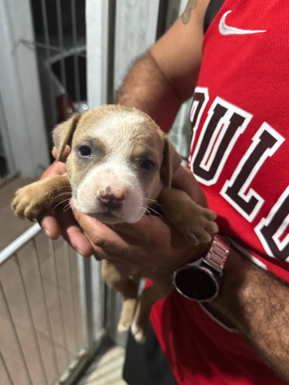 Vendo filhotes de Pitbull mão staffordshire e pai red nose  - Foto 2