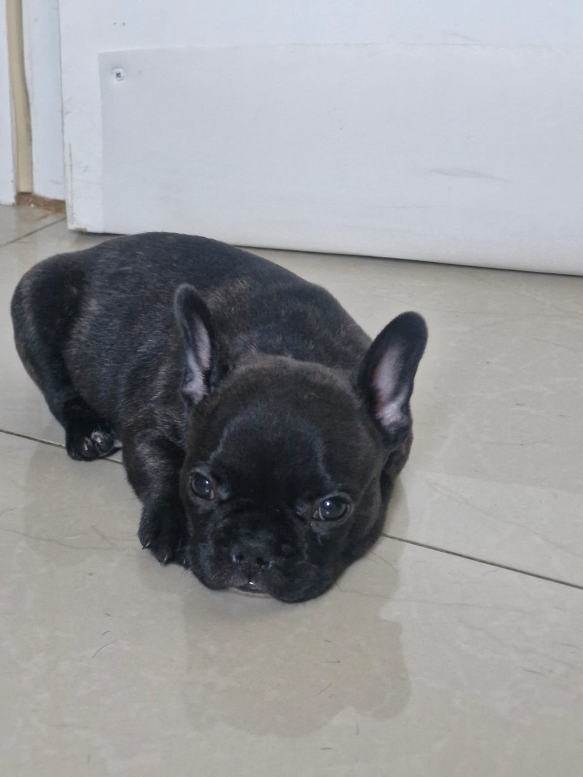 filhotes puros Buldogue Frânces - Foto 4