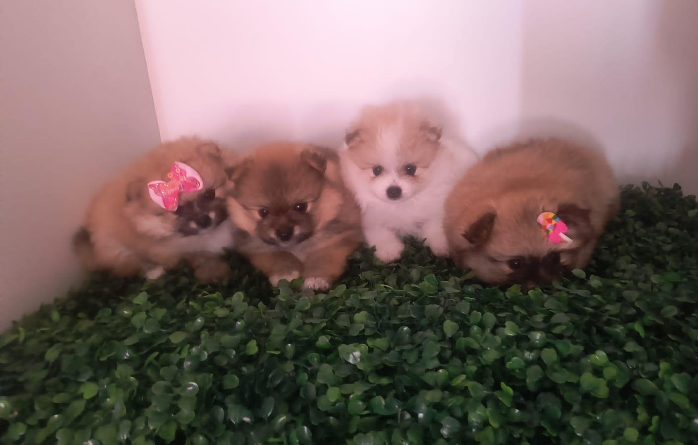 Vendo filhotes de Spitz alemão macho e fêmea  - Foto 1