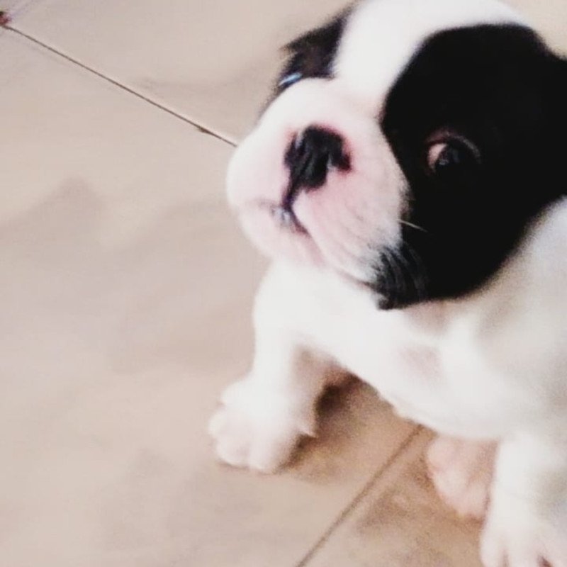 Lindo filhote de Buldogue Francês Macho 2 meses - Foto 2