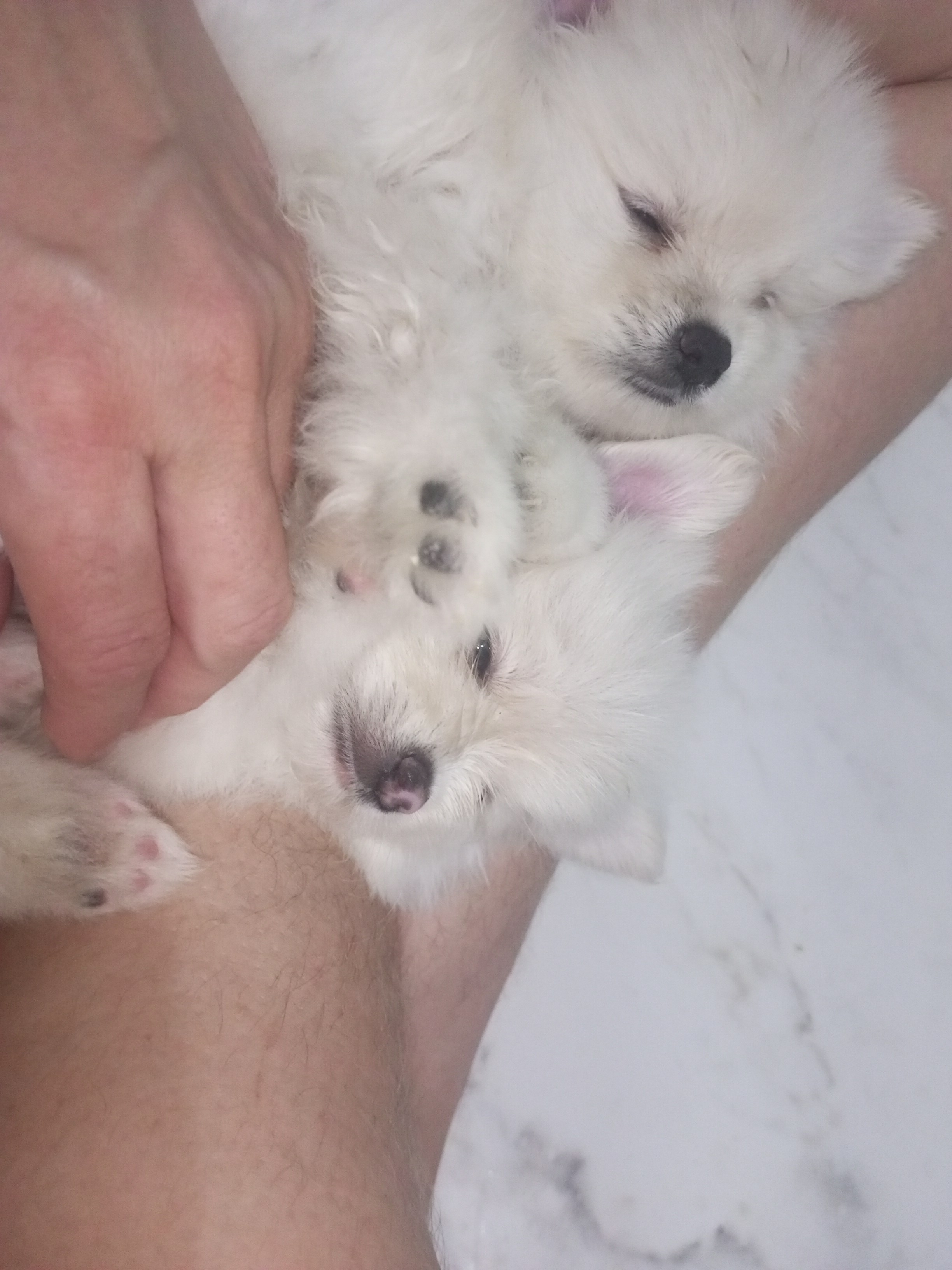 Spitz Alemão - Foto 2