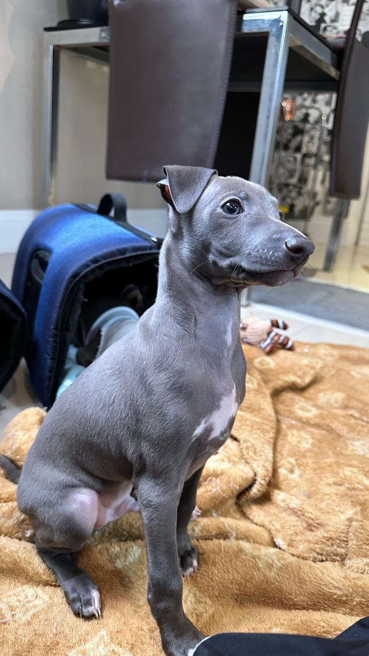 Filhote de mini Galgo - Foto 2