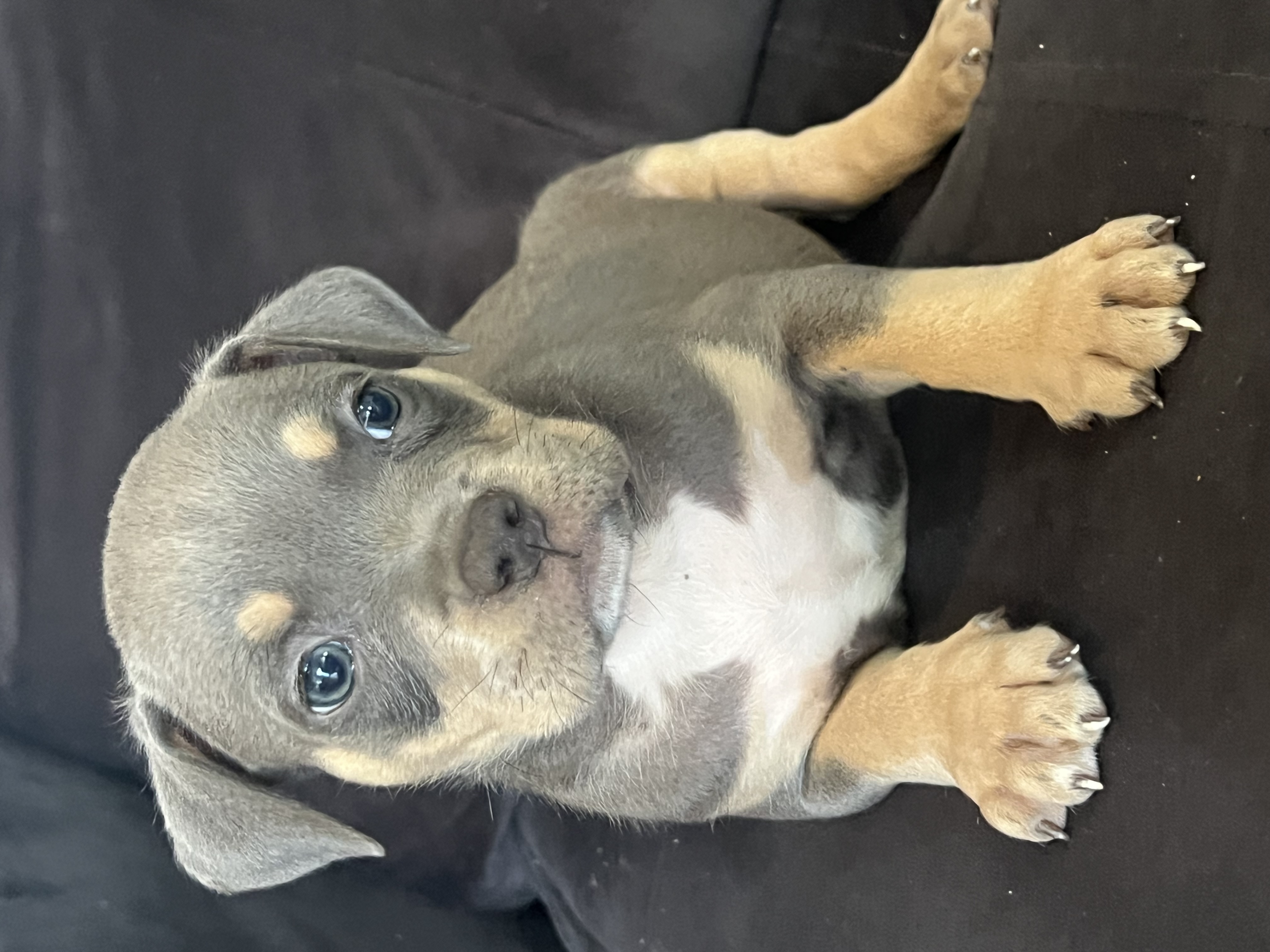 American bully pedigree ibc  - Foto 1