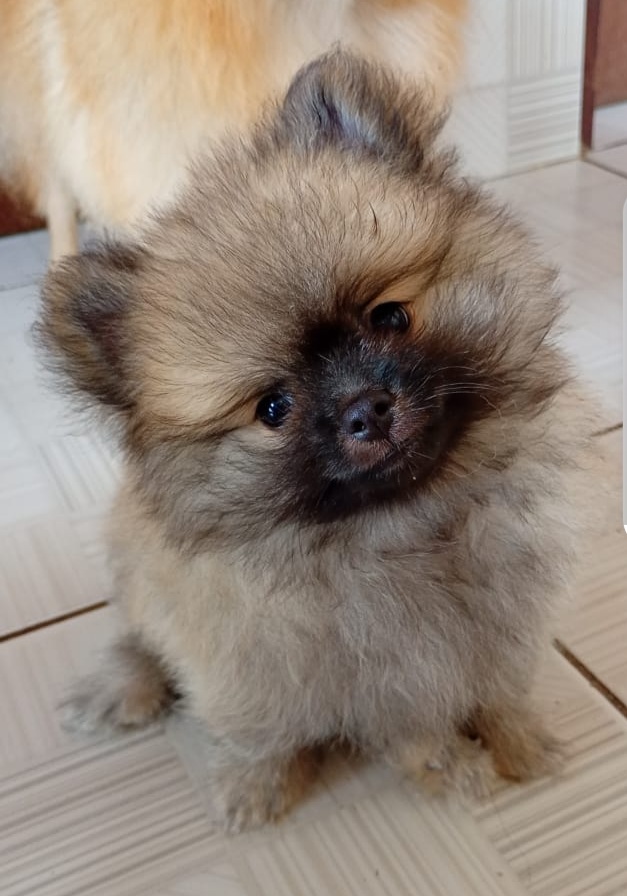 Vendo um filhote de spitz alemão macho  - Foto 1