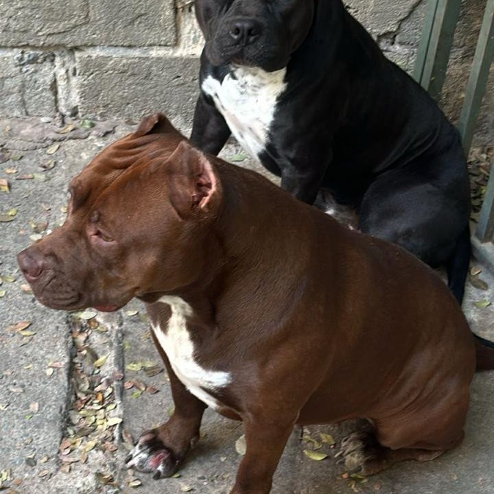 Filhote pitbull, Venda Rapida - Foto 2