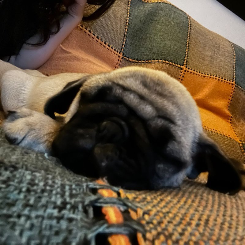 Lindos filhotes de Pugs - Foto 1