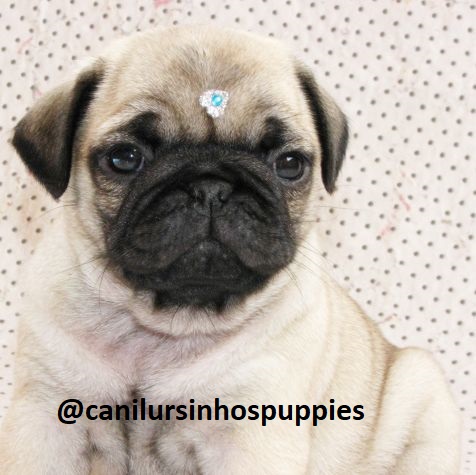 Pug - Foto 1
