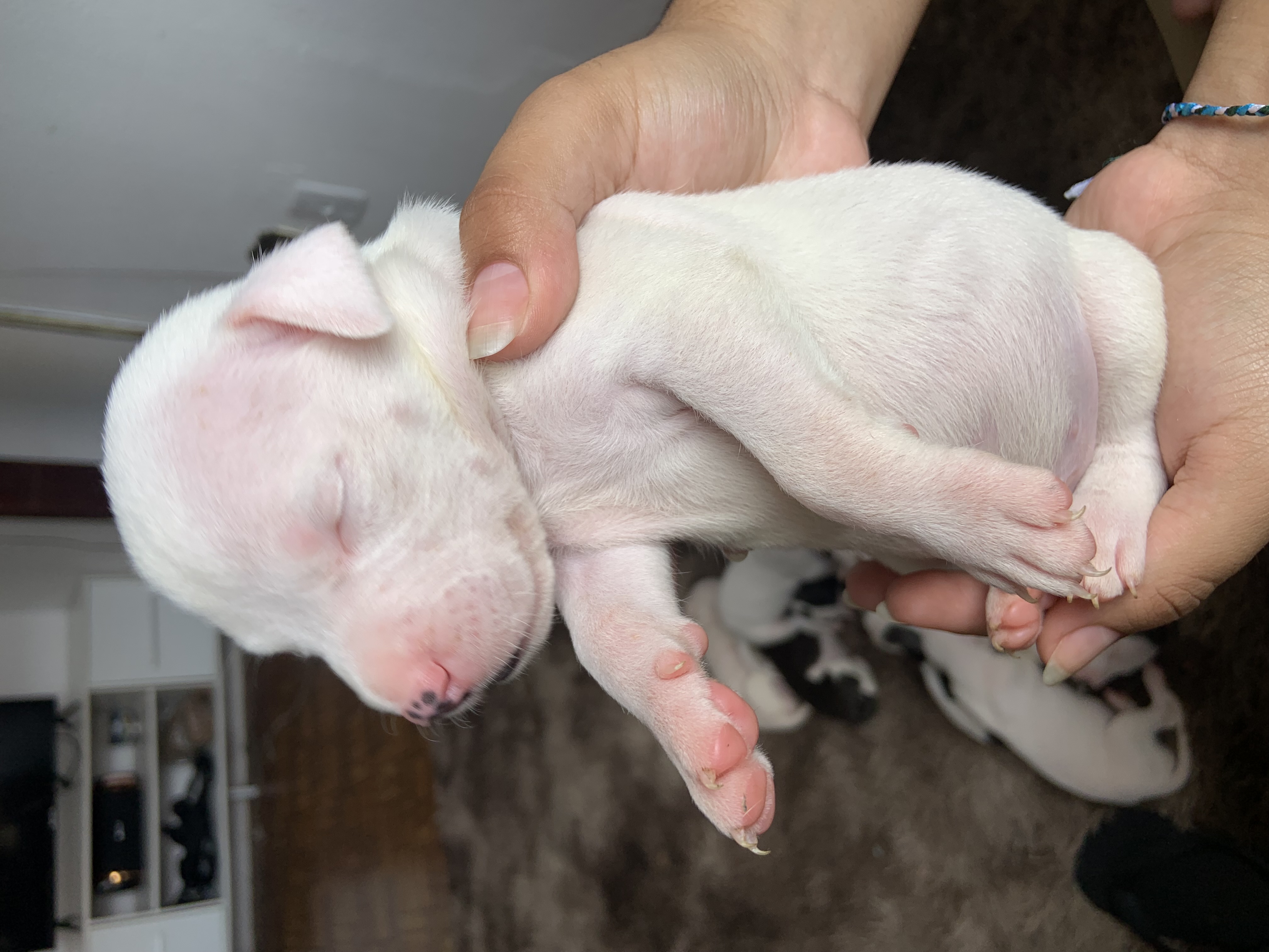 Vendo pitbull - Foto 1