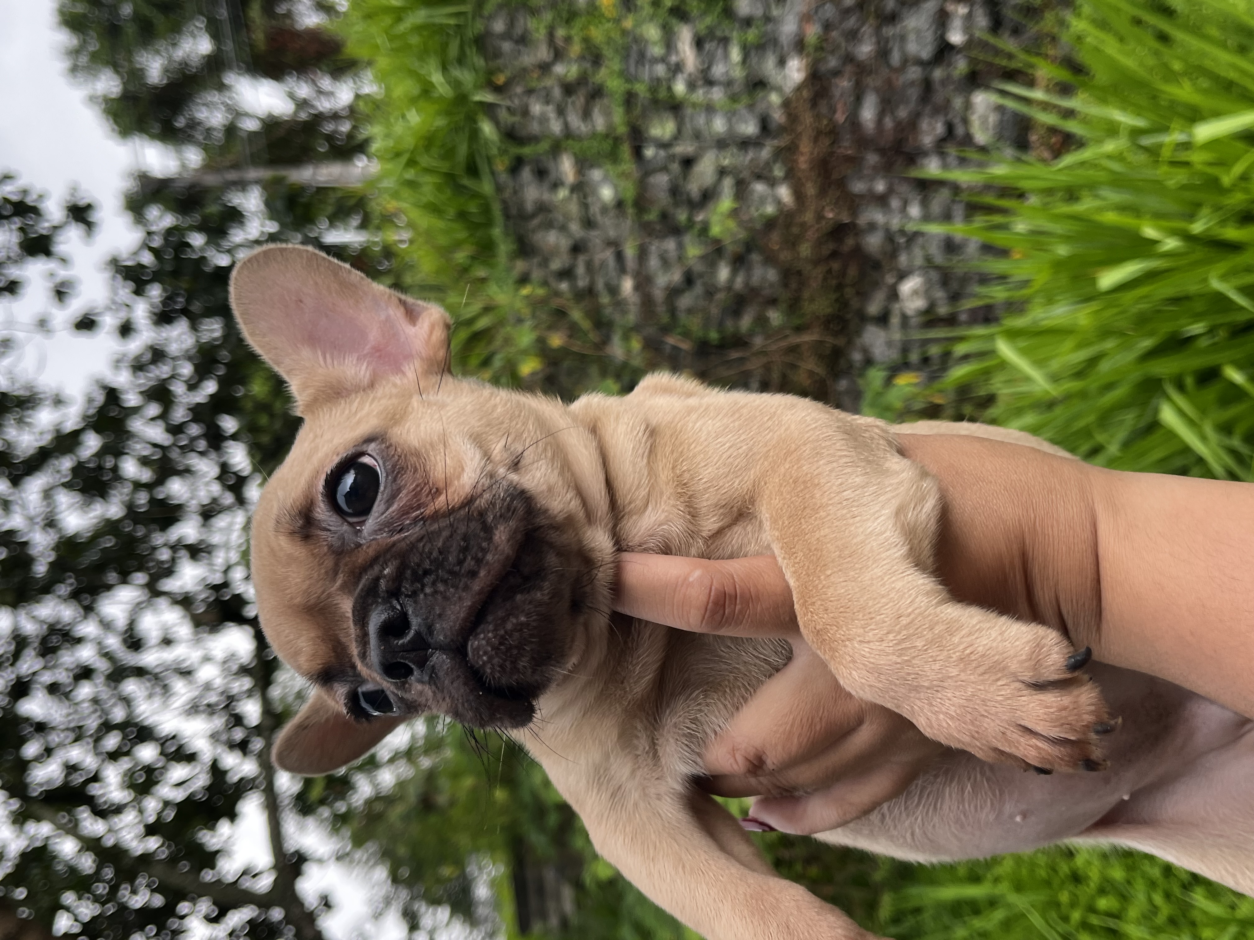 Buldogue Francês - Foto 1