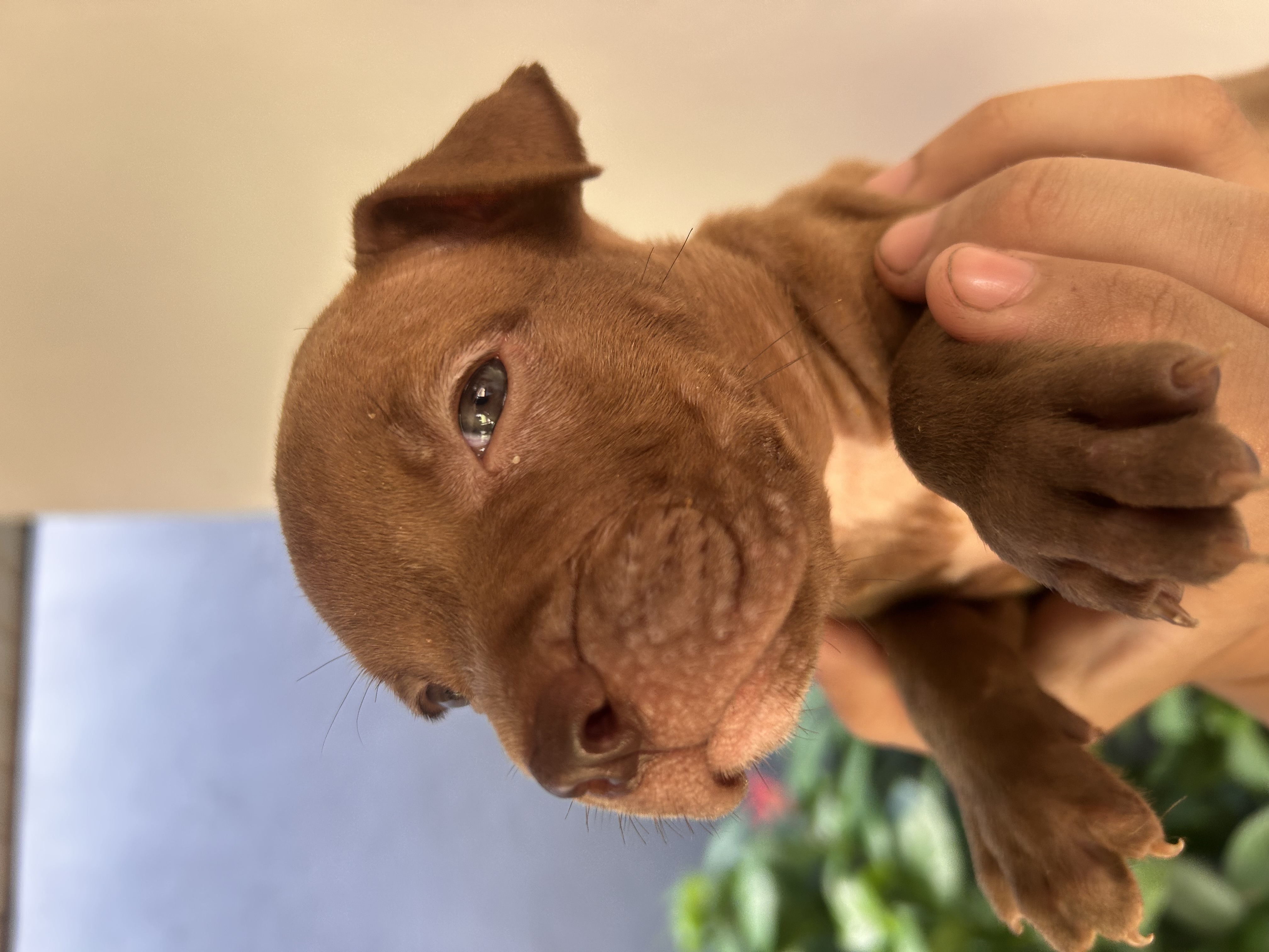Pitbull - Foto 3