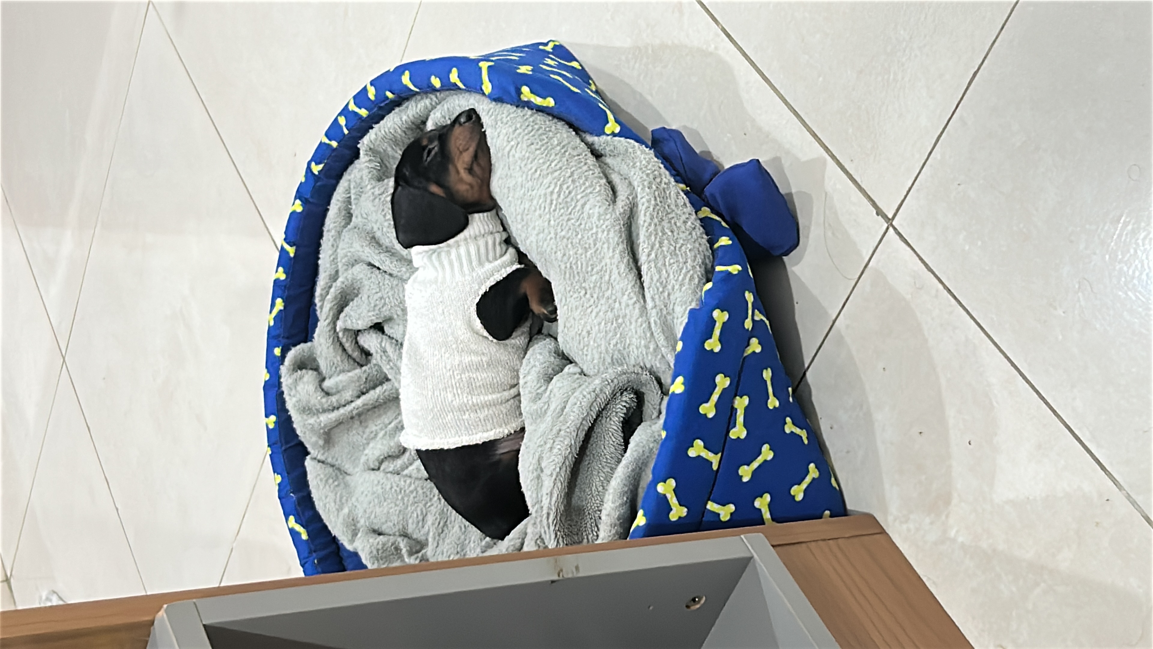 Vendo filhote de Dashshund - Foto 2