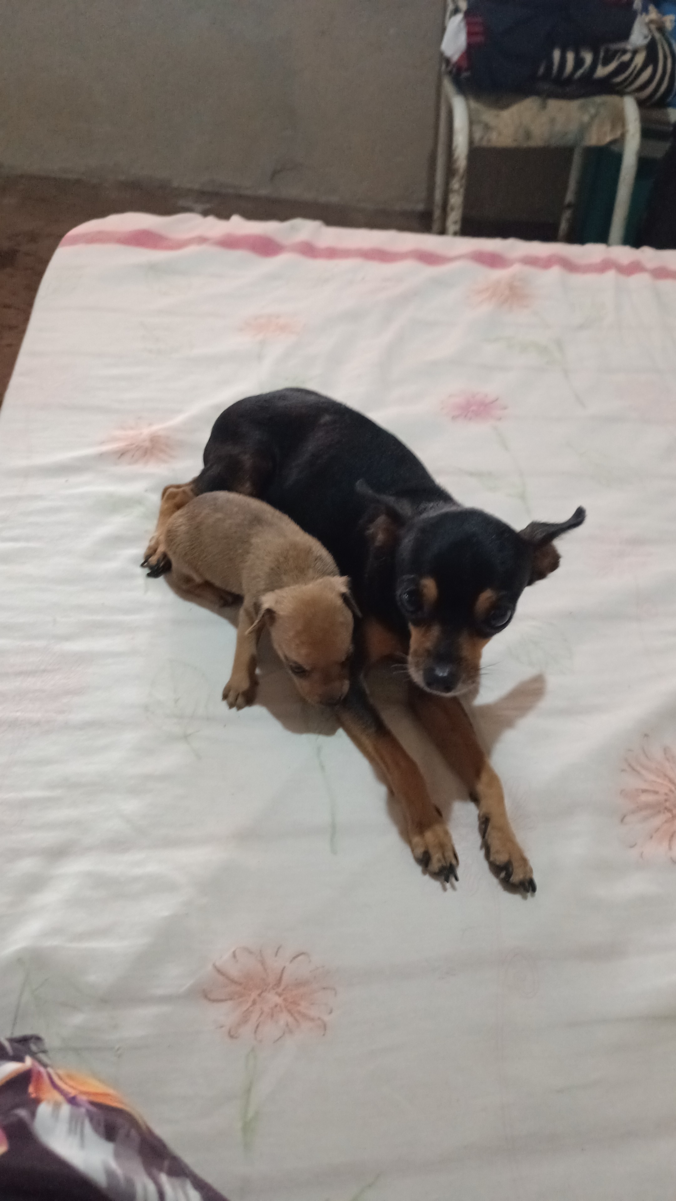 Filhotes de pinscher tamanho 1  - Foto 4