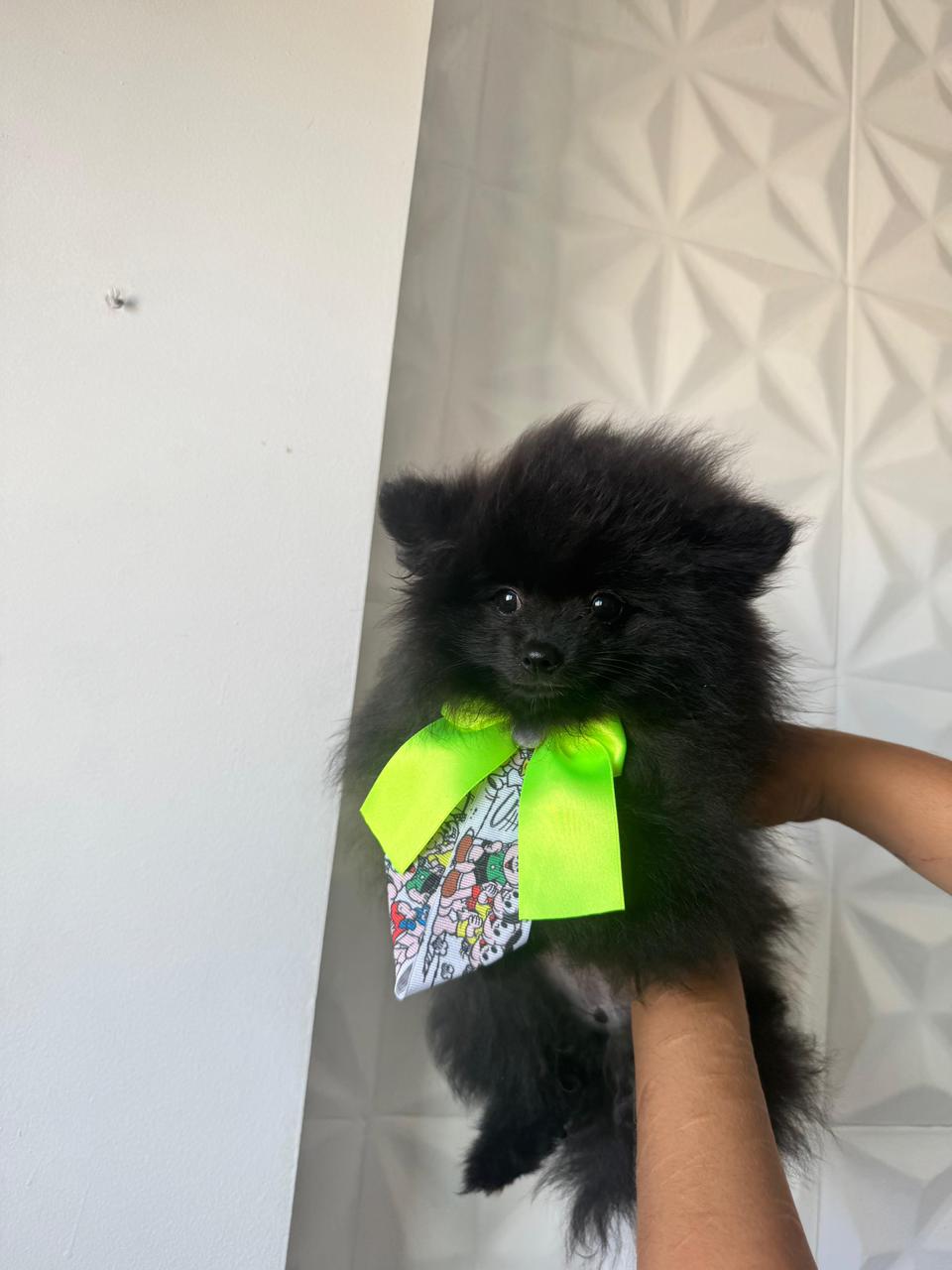 Spitz Alemão - Foto 3