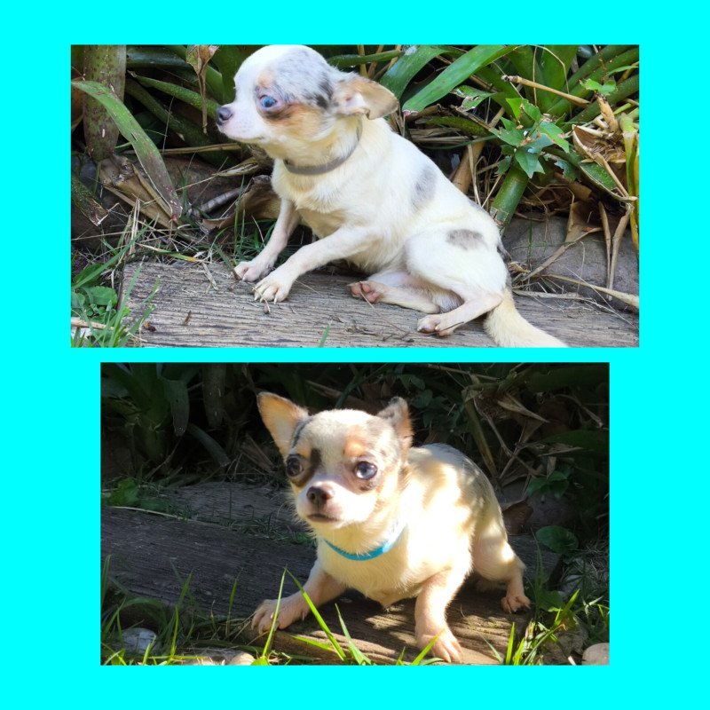 Chihuahua Pelo Longo e Pelo Curto. - Foto 2