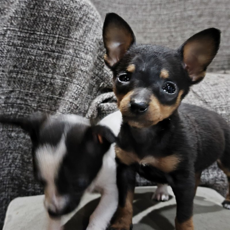 Lindos filhotes pinscher - Foto 3