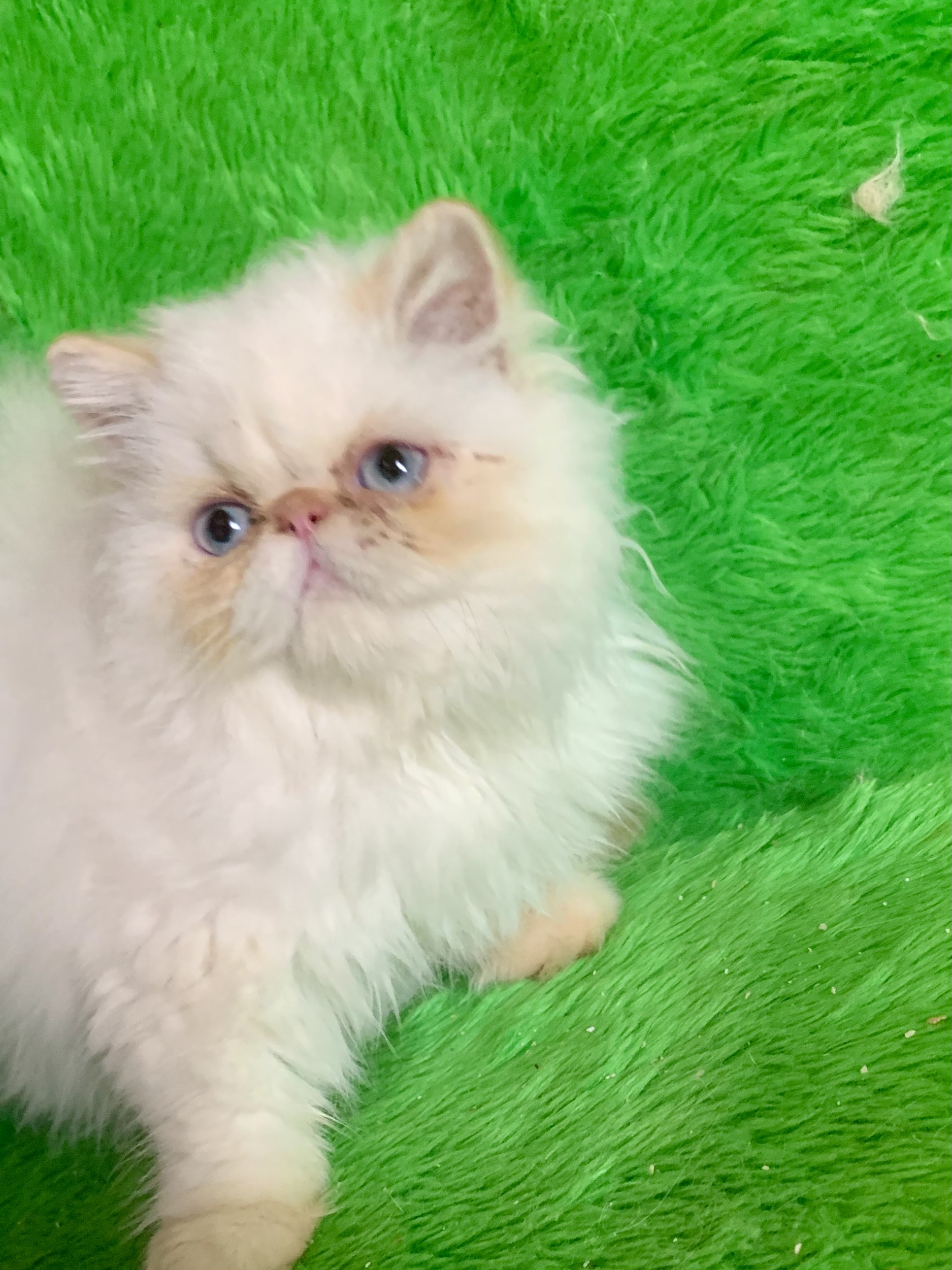 Filhote gato persa - Foto 1