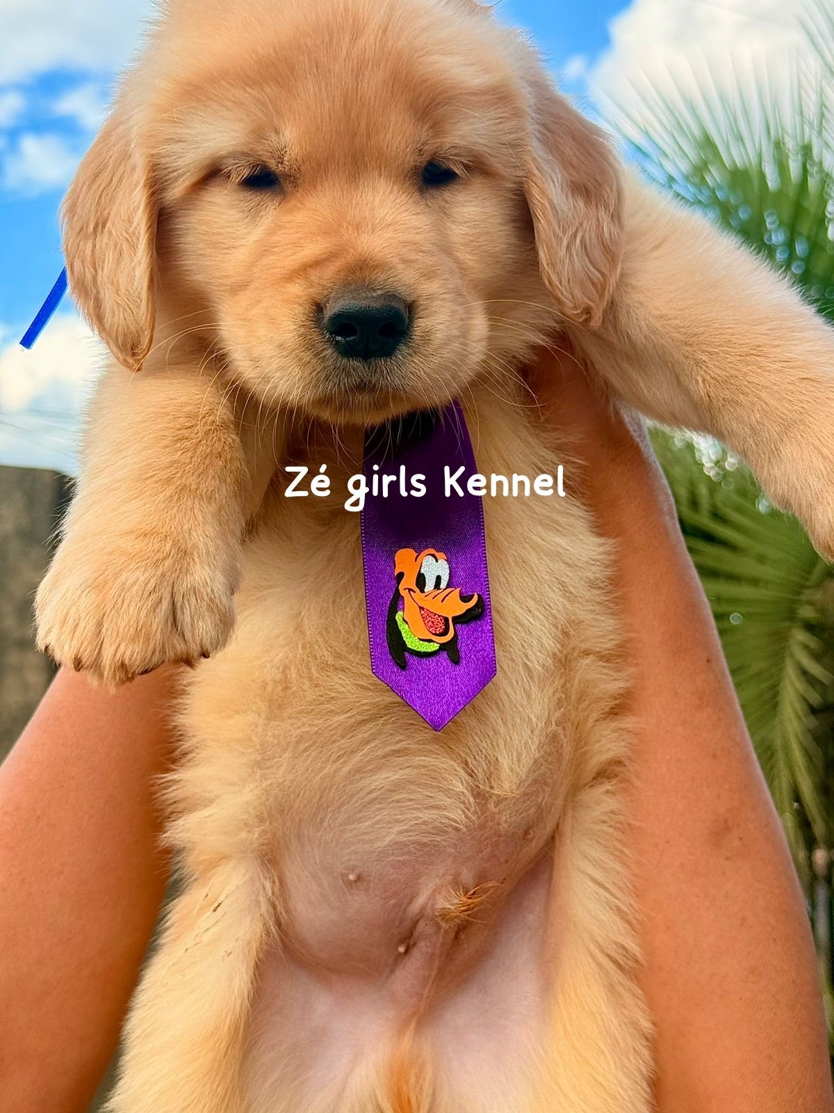 Golden retriever - Foto 2