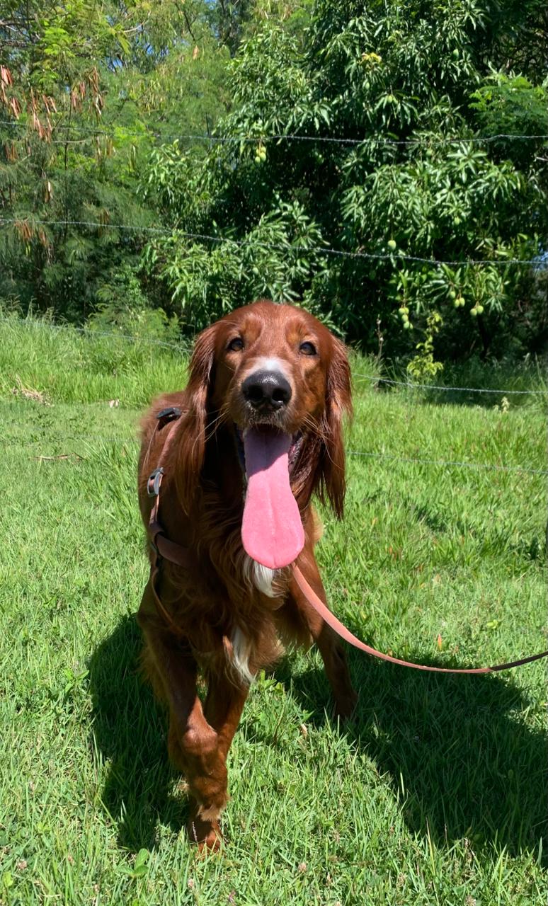 Setter Irlandês para Cobertura – Macho com Pedigree - Foto 3