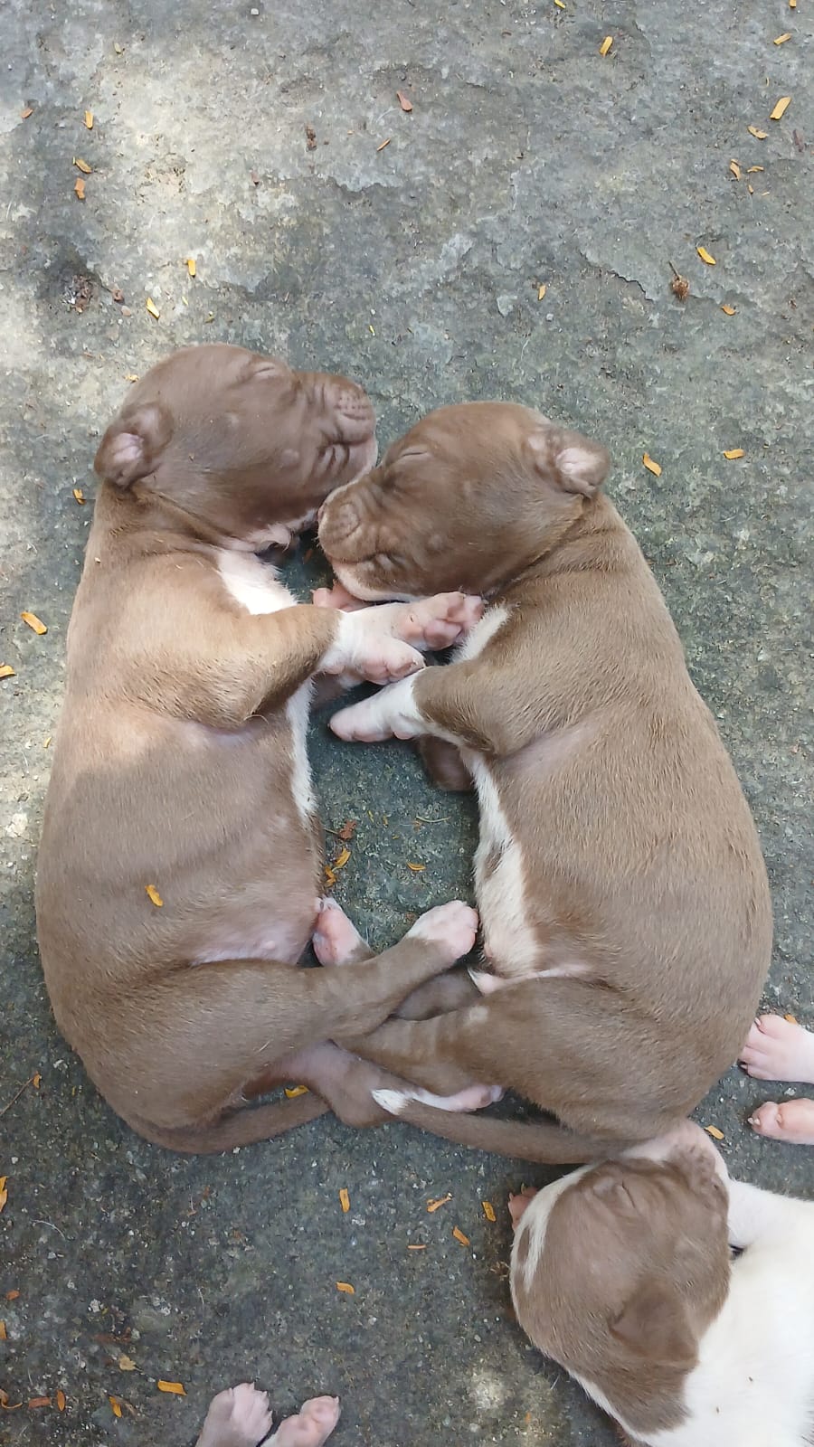 Pitbull - Foto 1