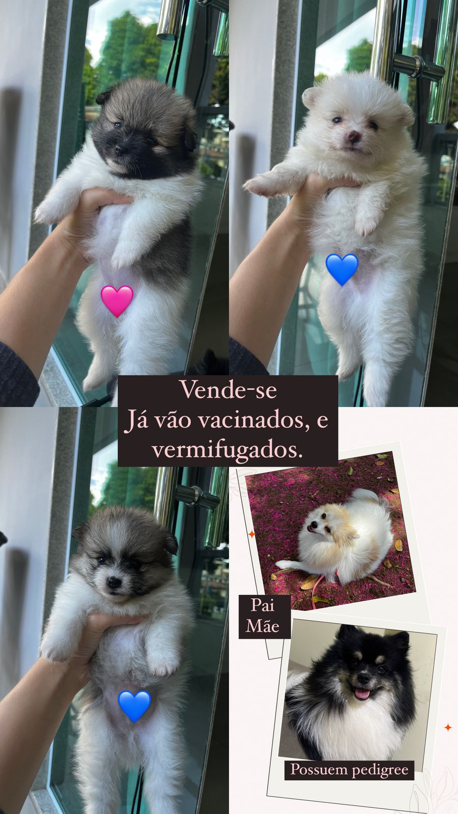 Filhotes de Spitz Alemão - Foto 1