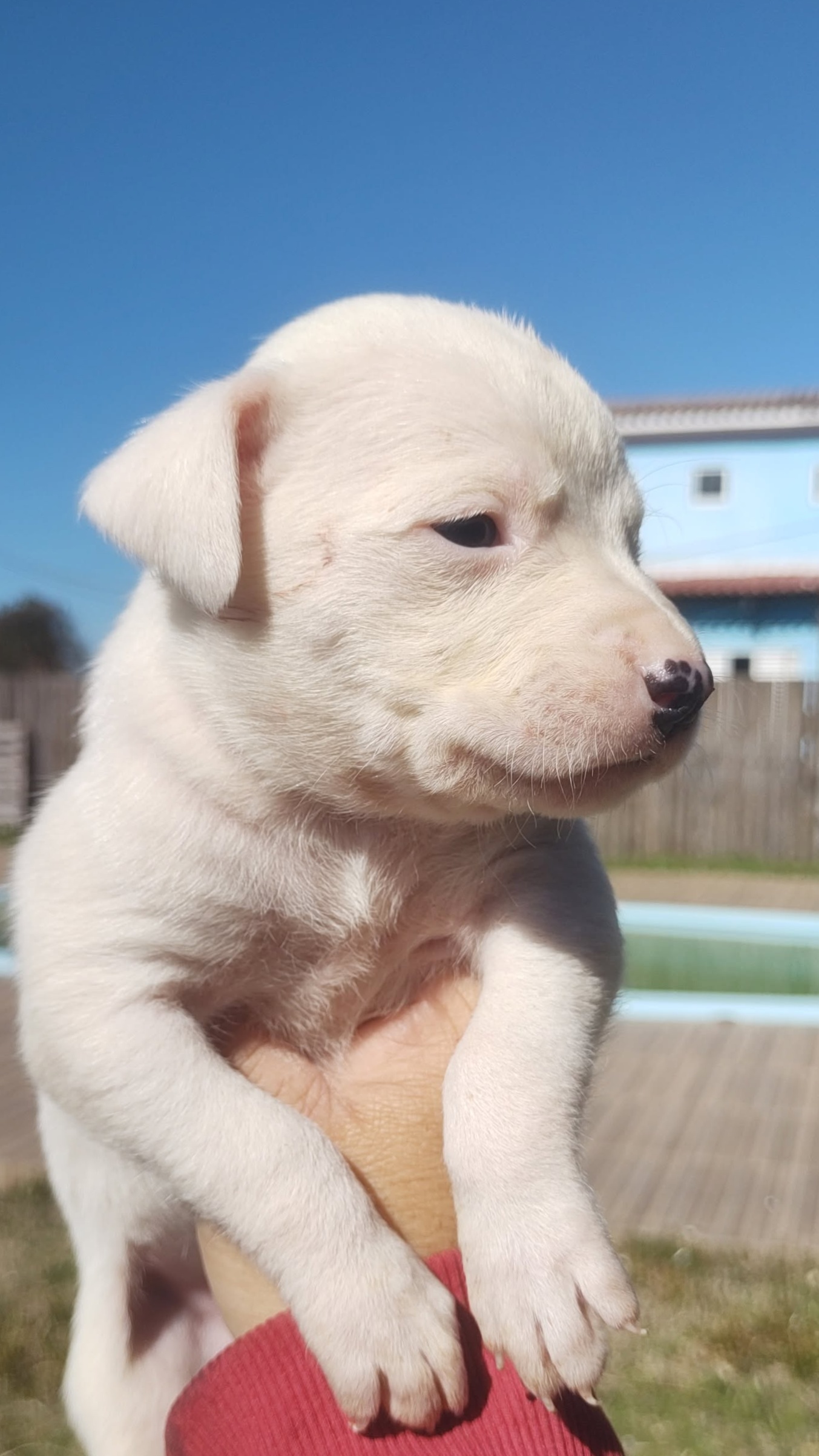 Dogo argentino  - Foto 1