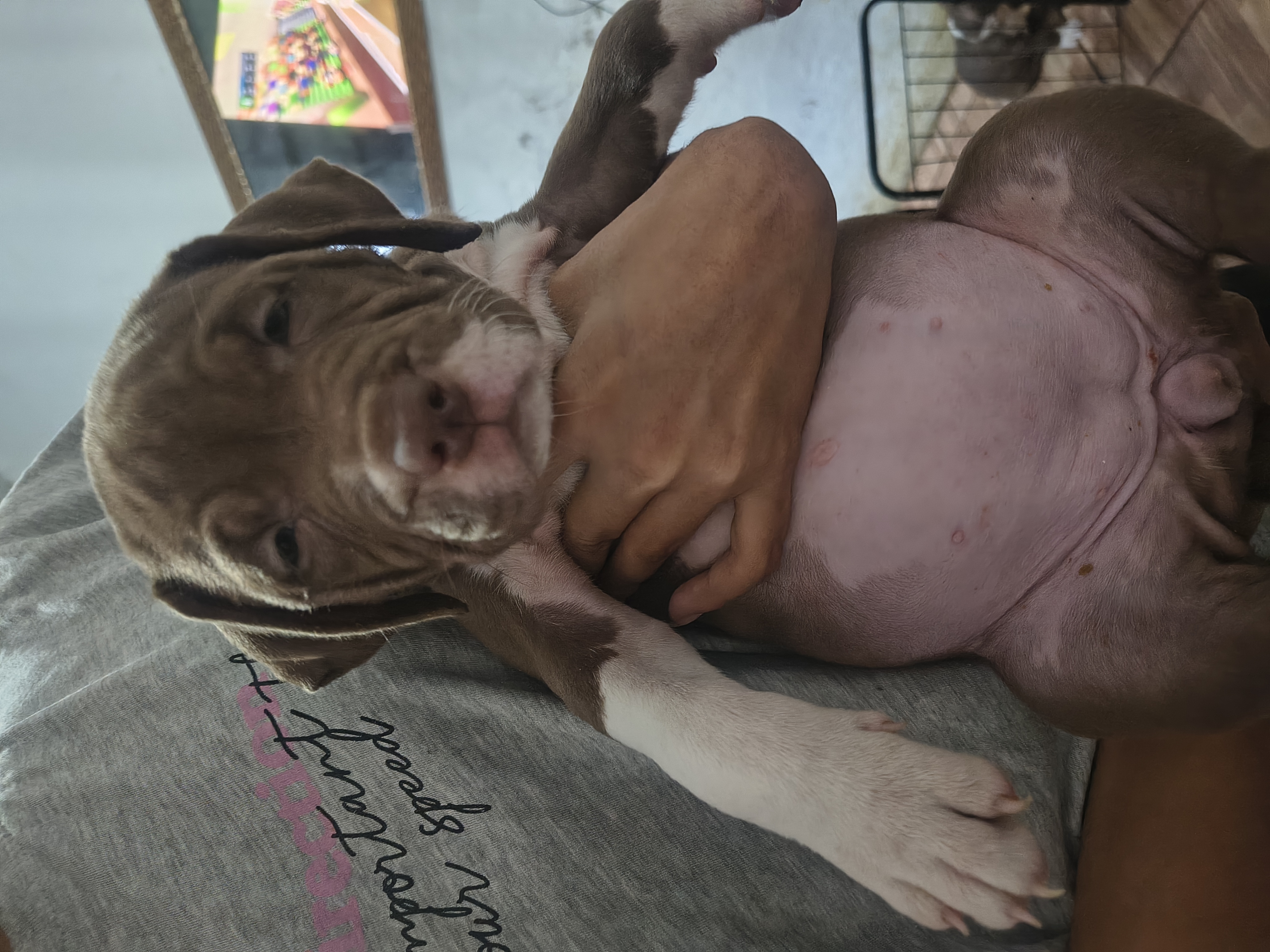 Pitbull - Foto 1
