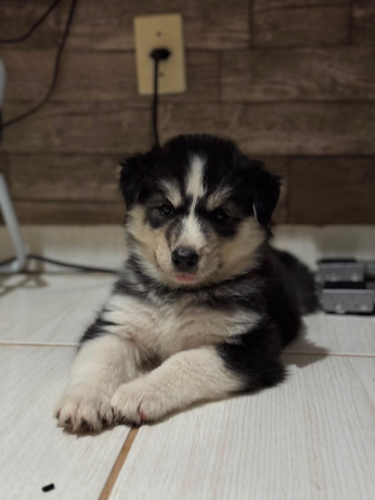 Lindo Filhote de Husky Siberiano - Foto 1