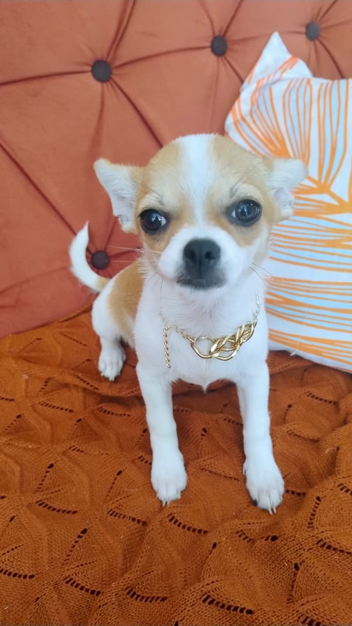 Chihuahua fêmea 3 meses  - Foto 1