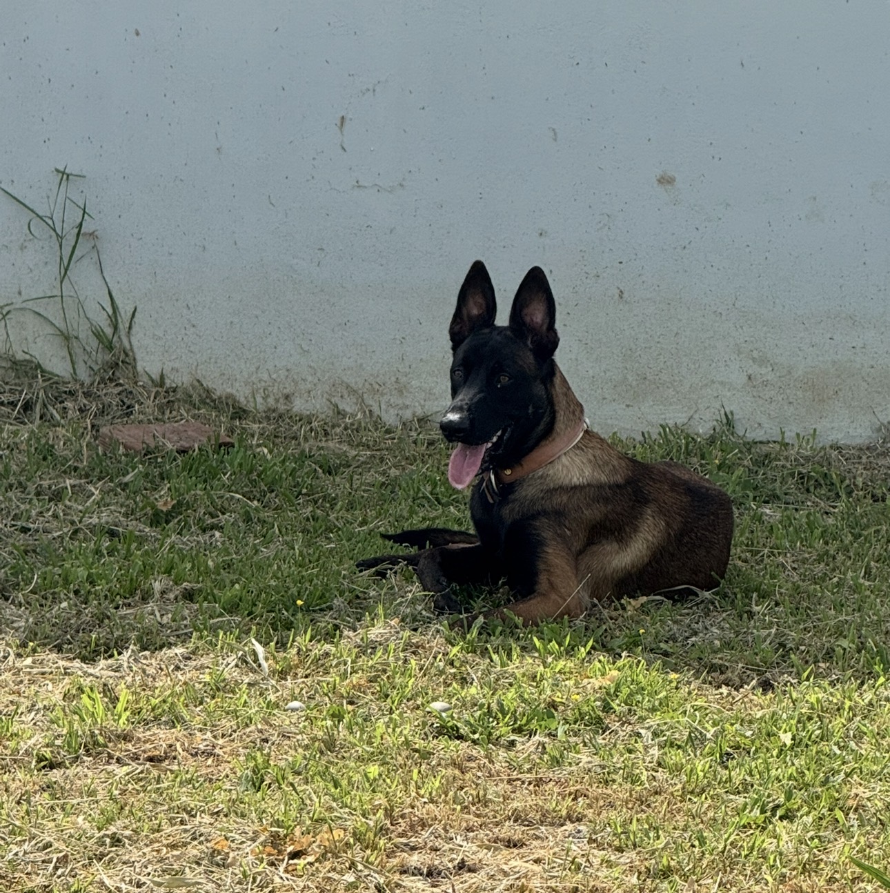 Pastor Belga Malinois - Foto 2