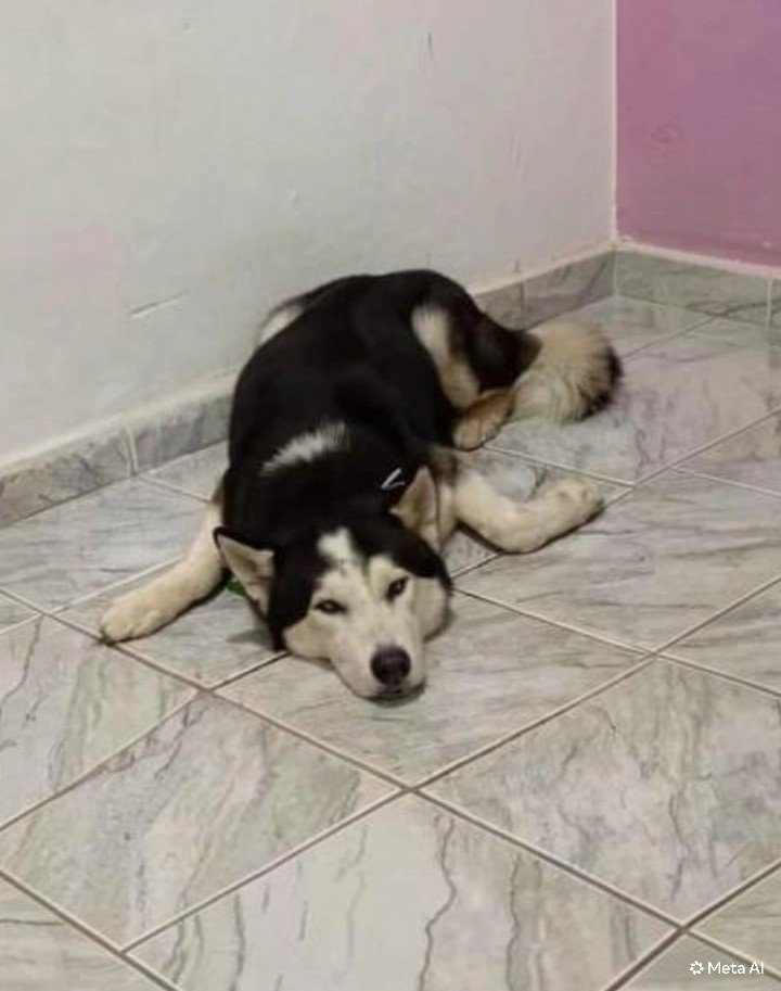 Vendo husky siberiano macho  - Foto 1