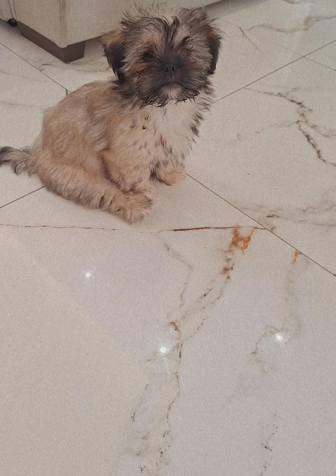 Filhote shih tzu mini  - Foto 1