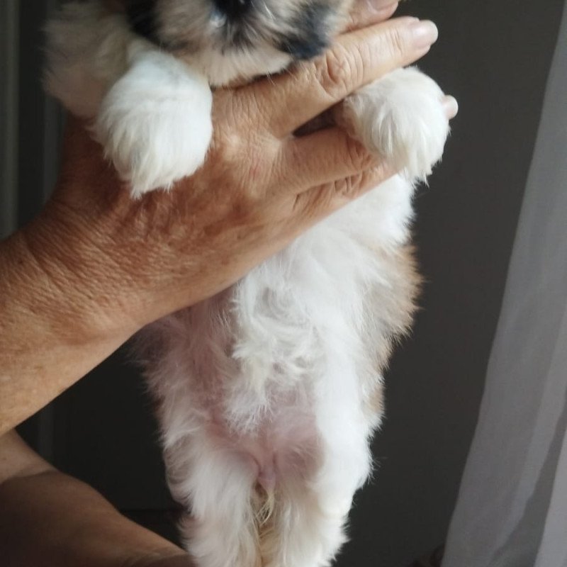 Lindos Filhotes de Shitzu 2 meses - Foto 2