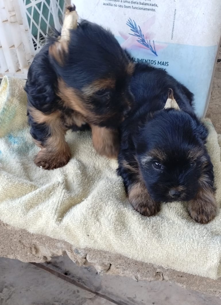 Filhotes de Yorkshire Terrier - Lindos e Adoráveis! - Foto 2