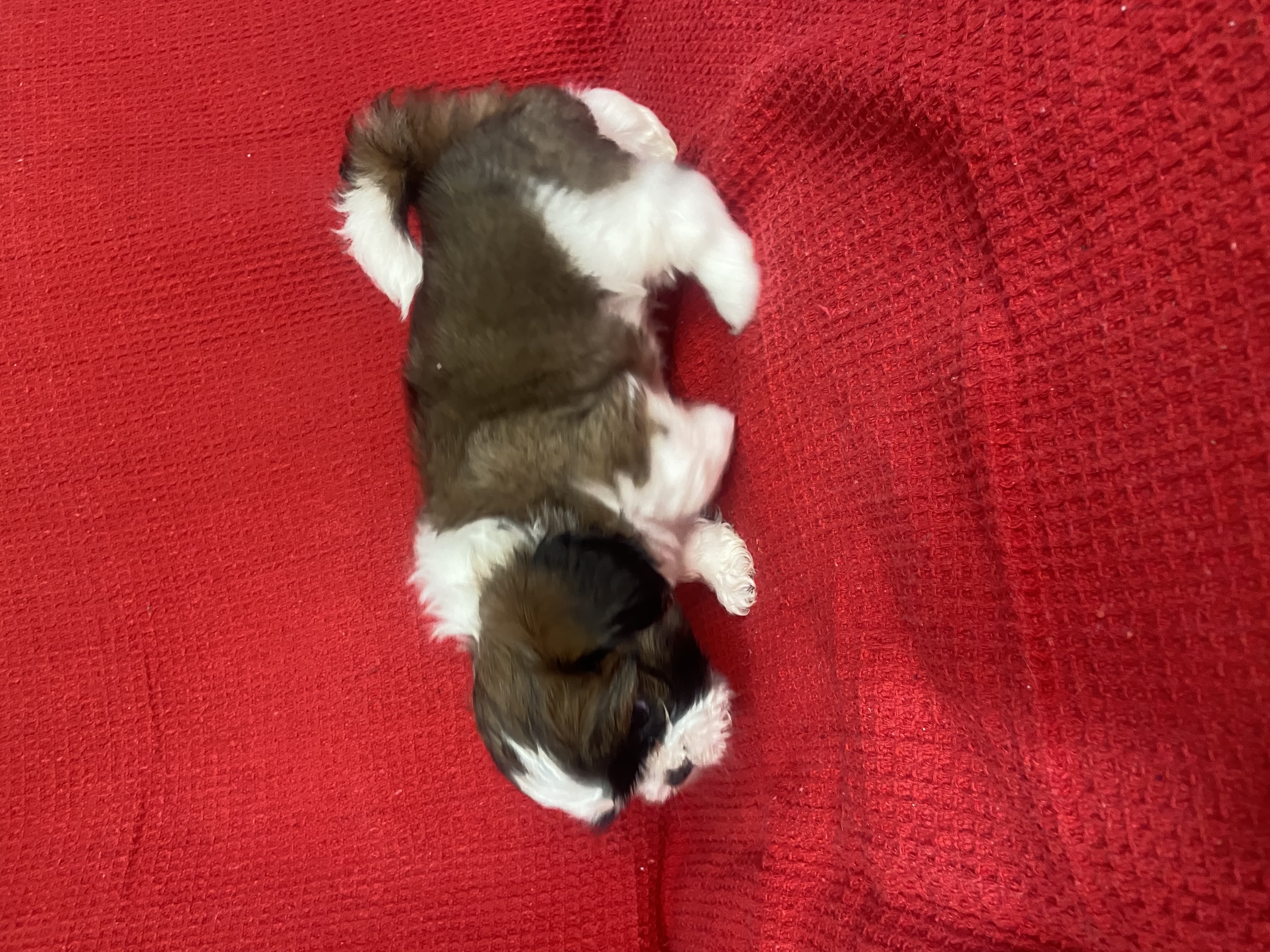 Shih Tzu - Foto 3