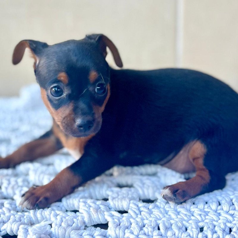 Lindos filhotes  de pinscher - Foto 3