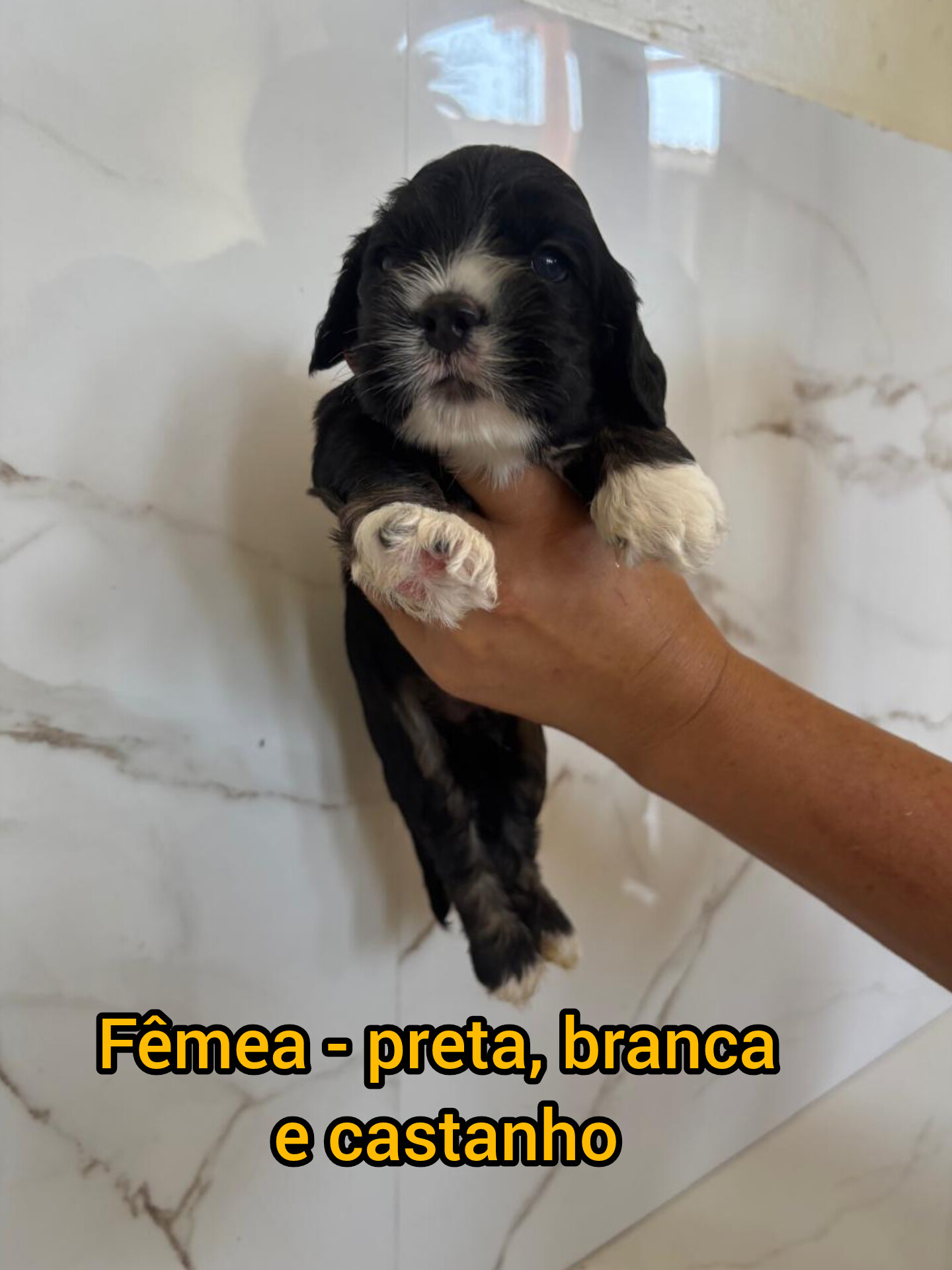 Filhotes de Cocker Americano - Foto 4