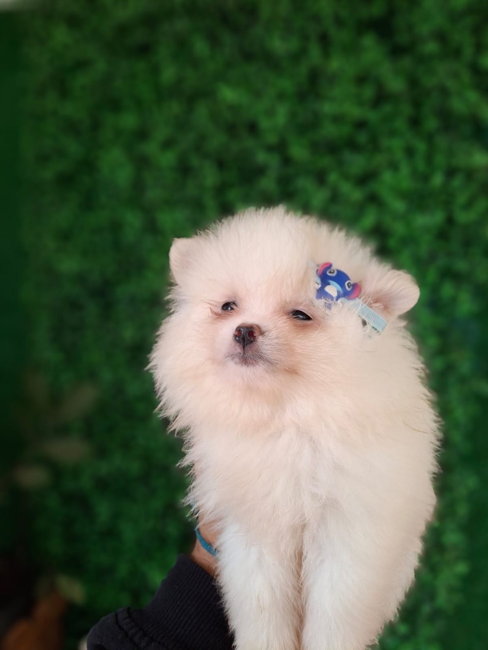 Lulu da pomerânia Anão - Foto 3