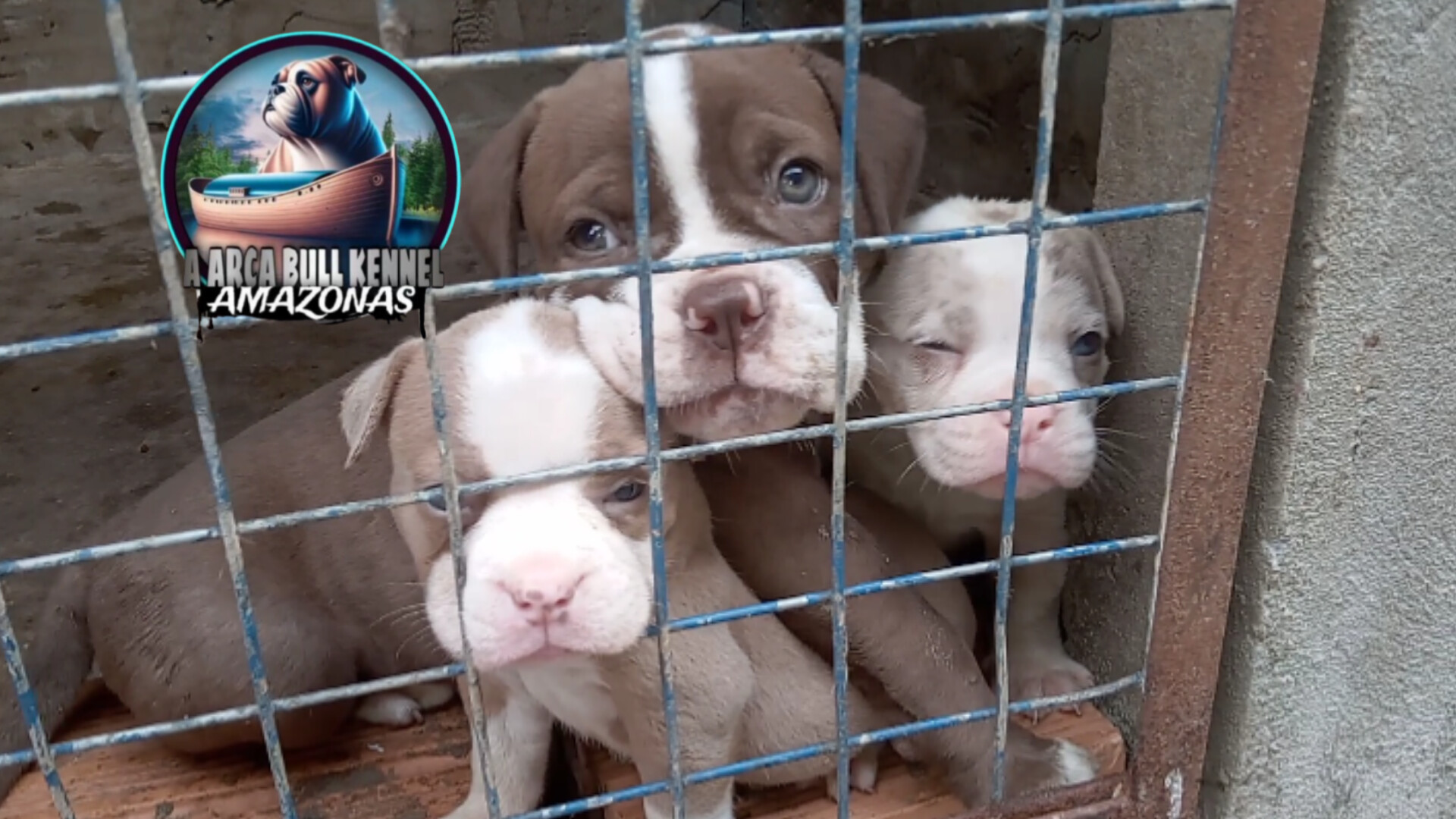 Old english Bulldog temos filhotes disponíveis  - Foto 3