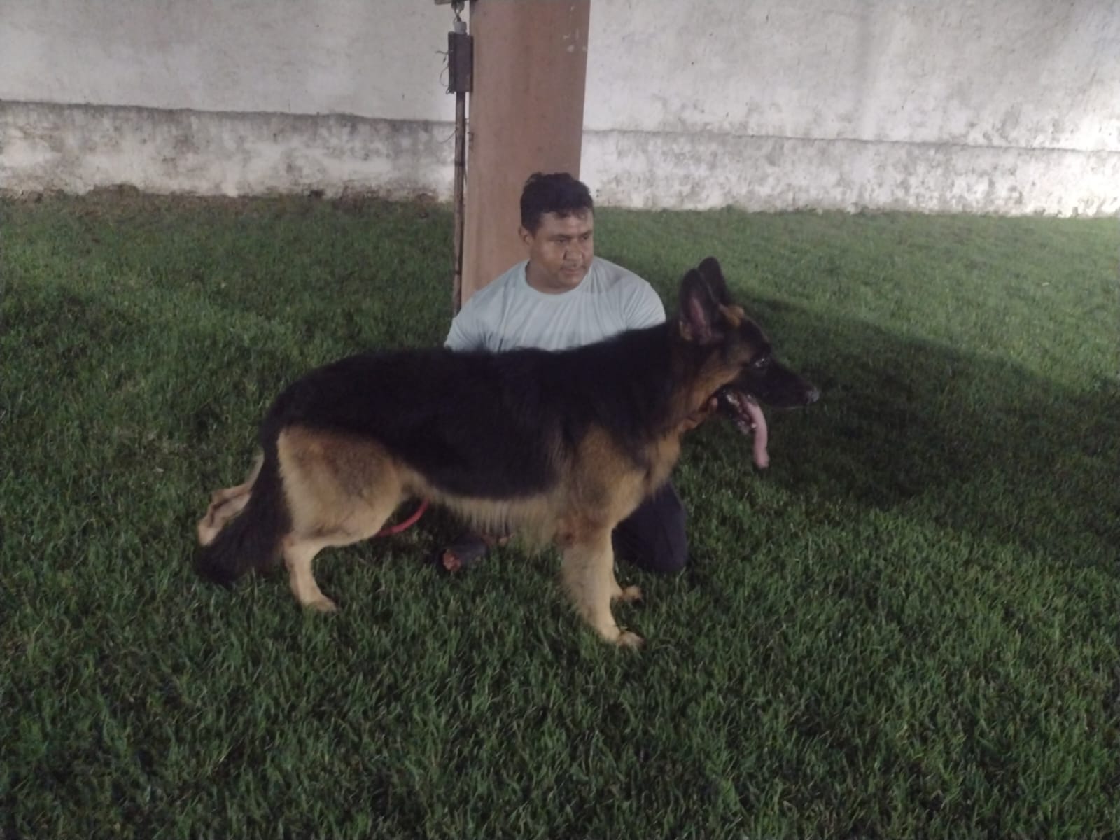 Pastor Alemão - Foto 2