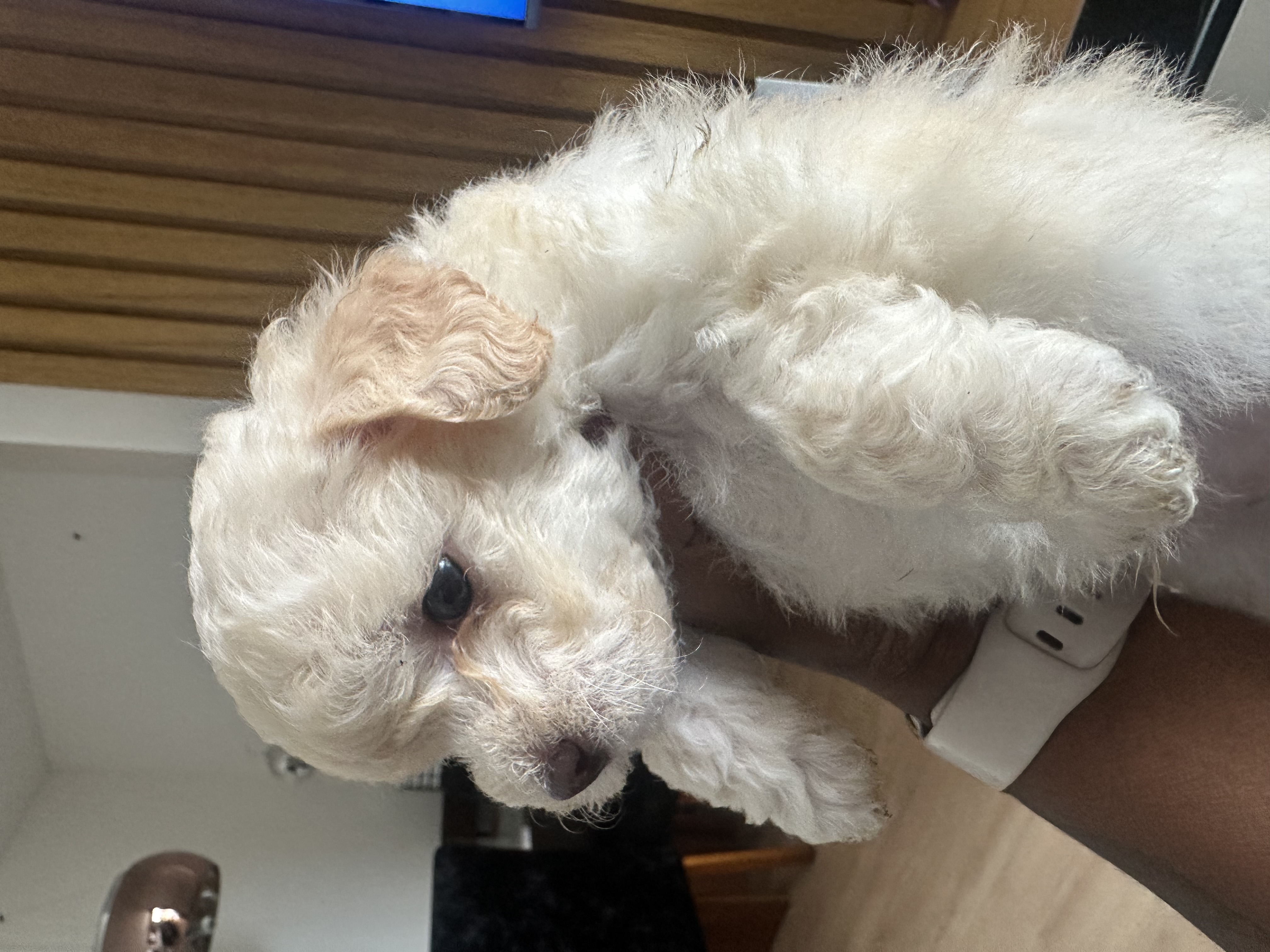 Maltipoo - Foto 3