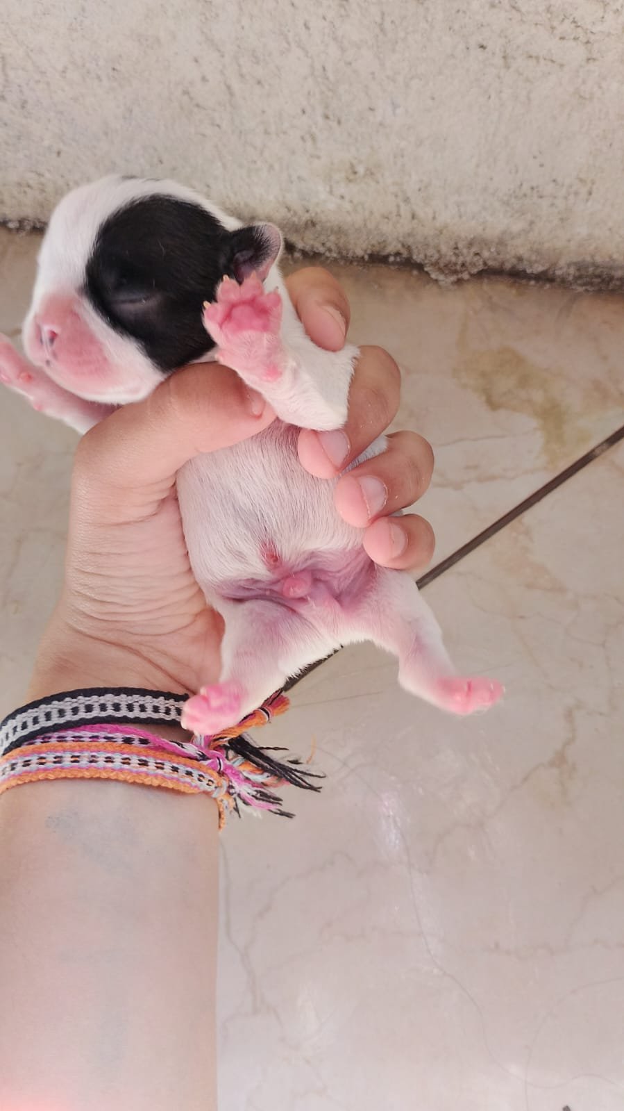 Lindos Bulldog francês  - Foto 1