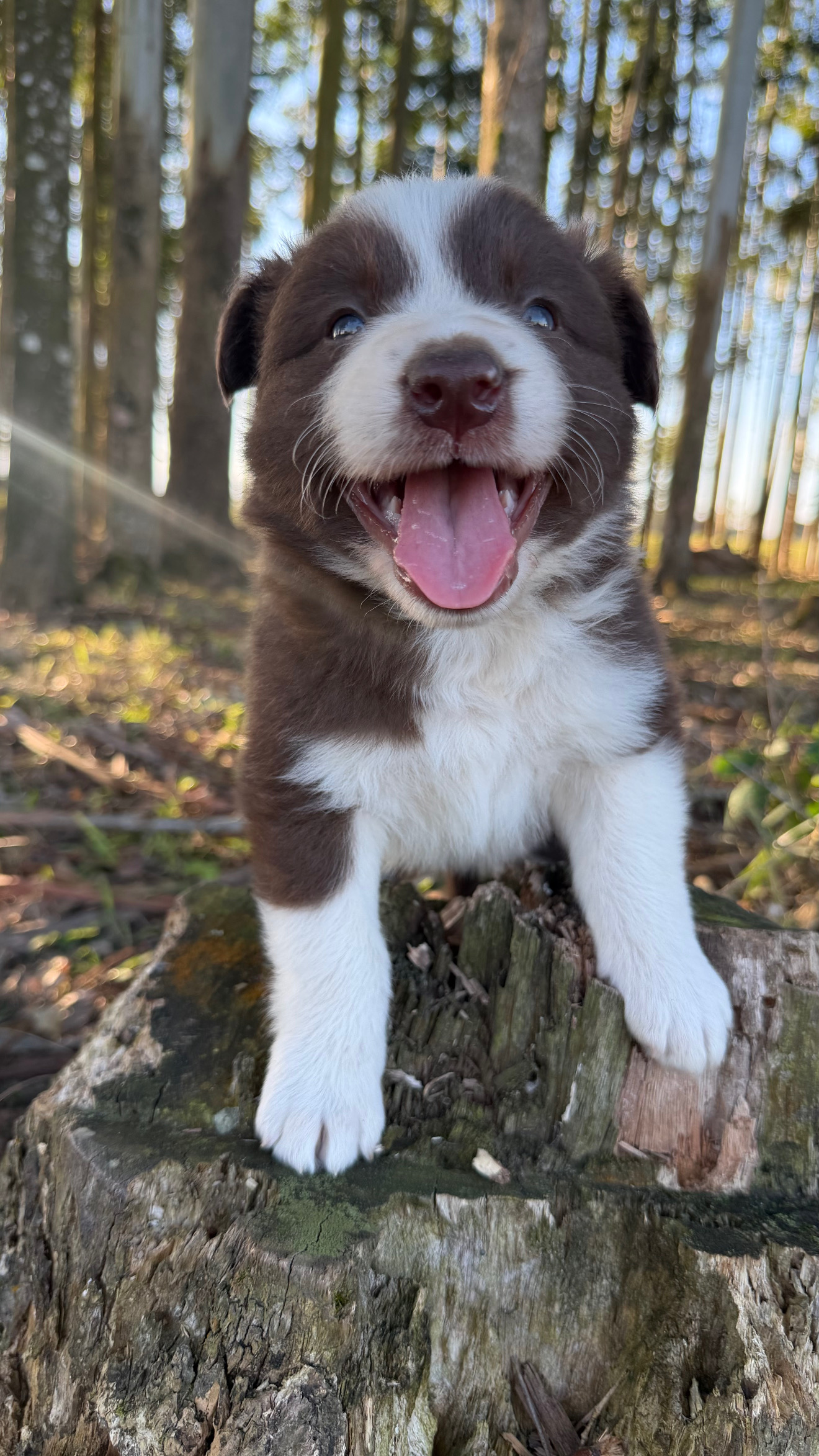 FILHOTE DE BORDER COLLIE PURO - Foto 1