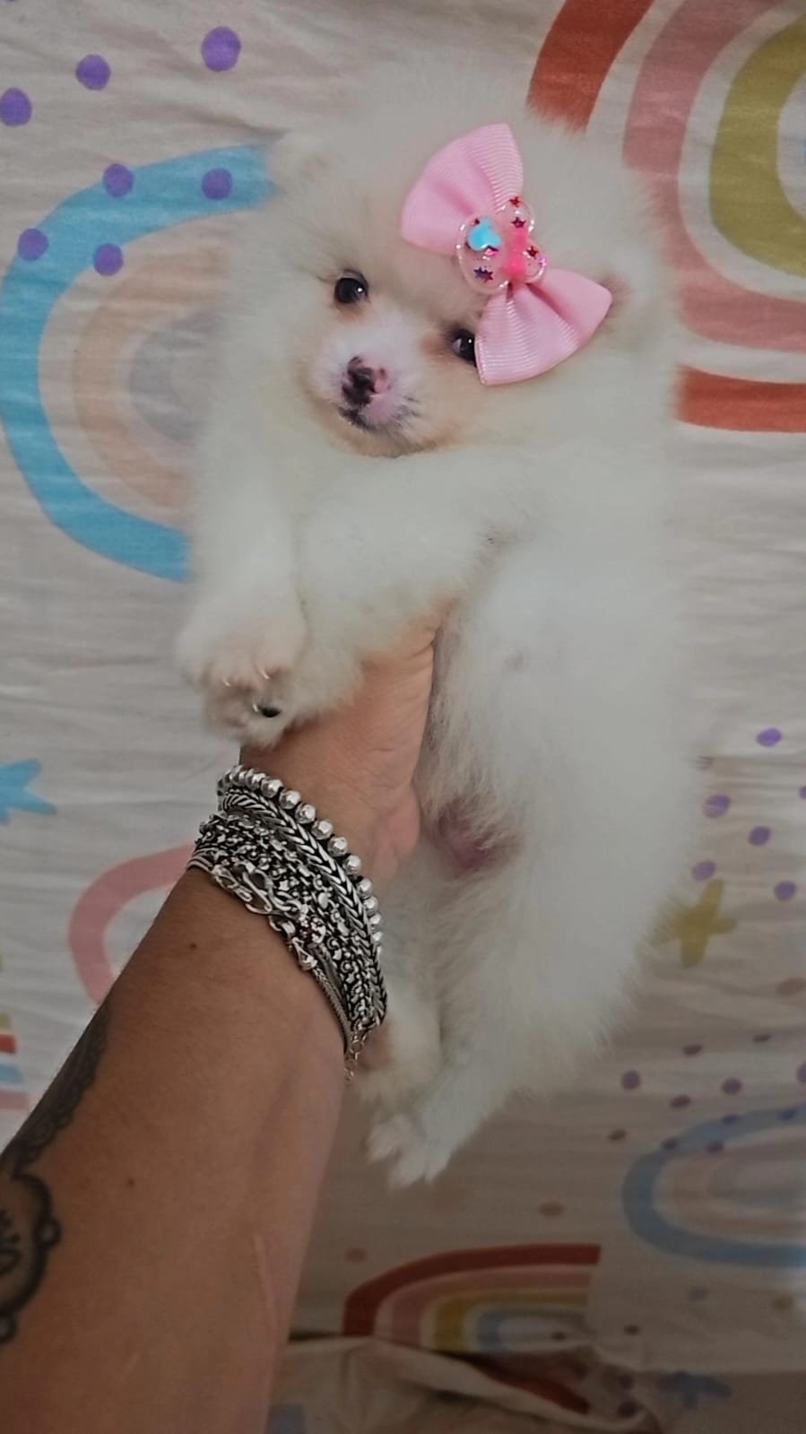 Lindos filhotes de spitz alemão  - Foto 4