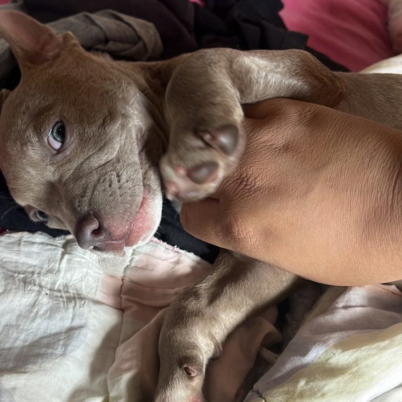 Filhote pitbull, Venda Rapida - Foto 4