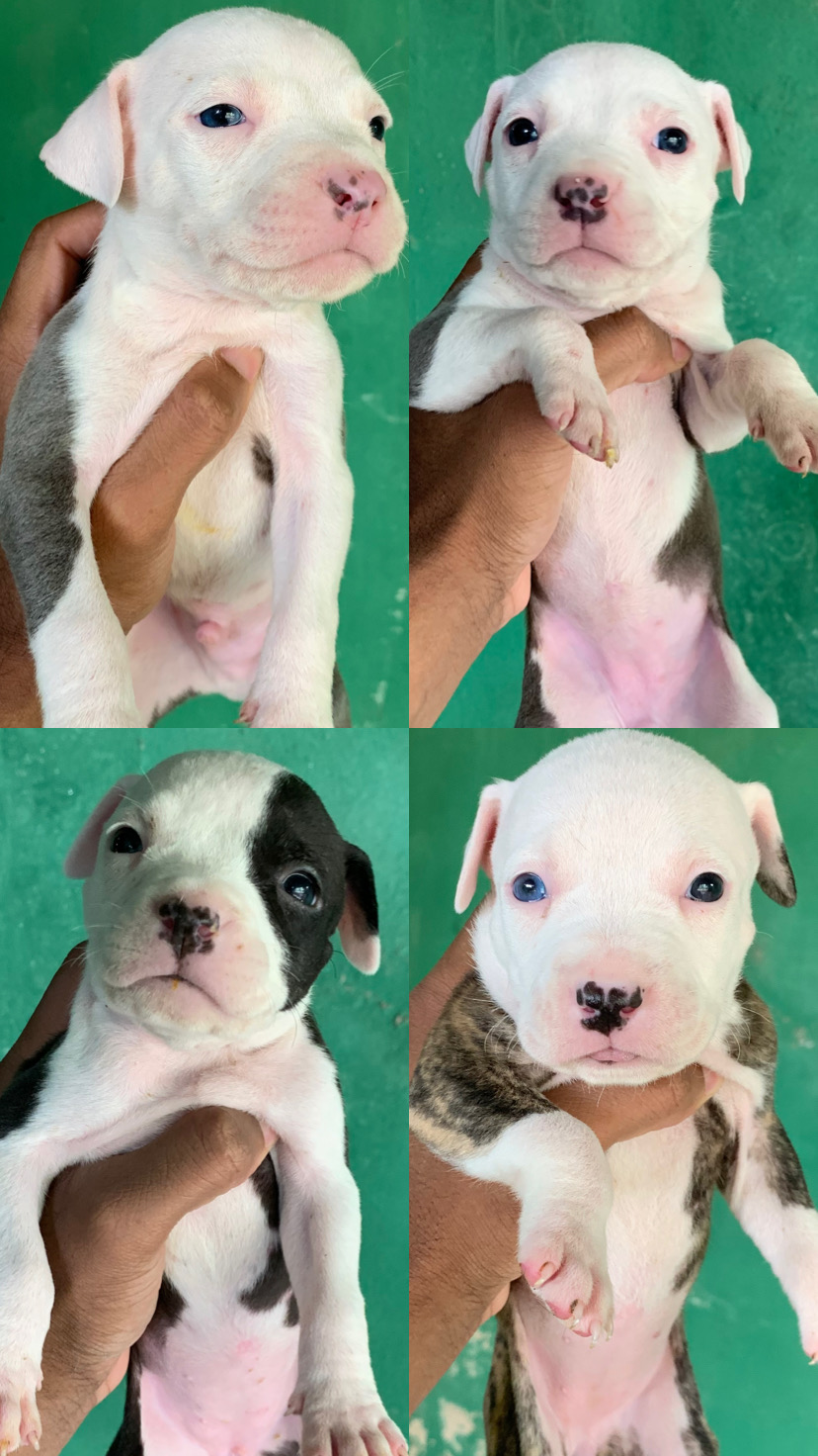 American Staffordshire terrier  - Foto 4