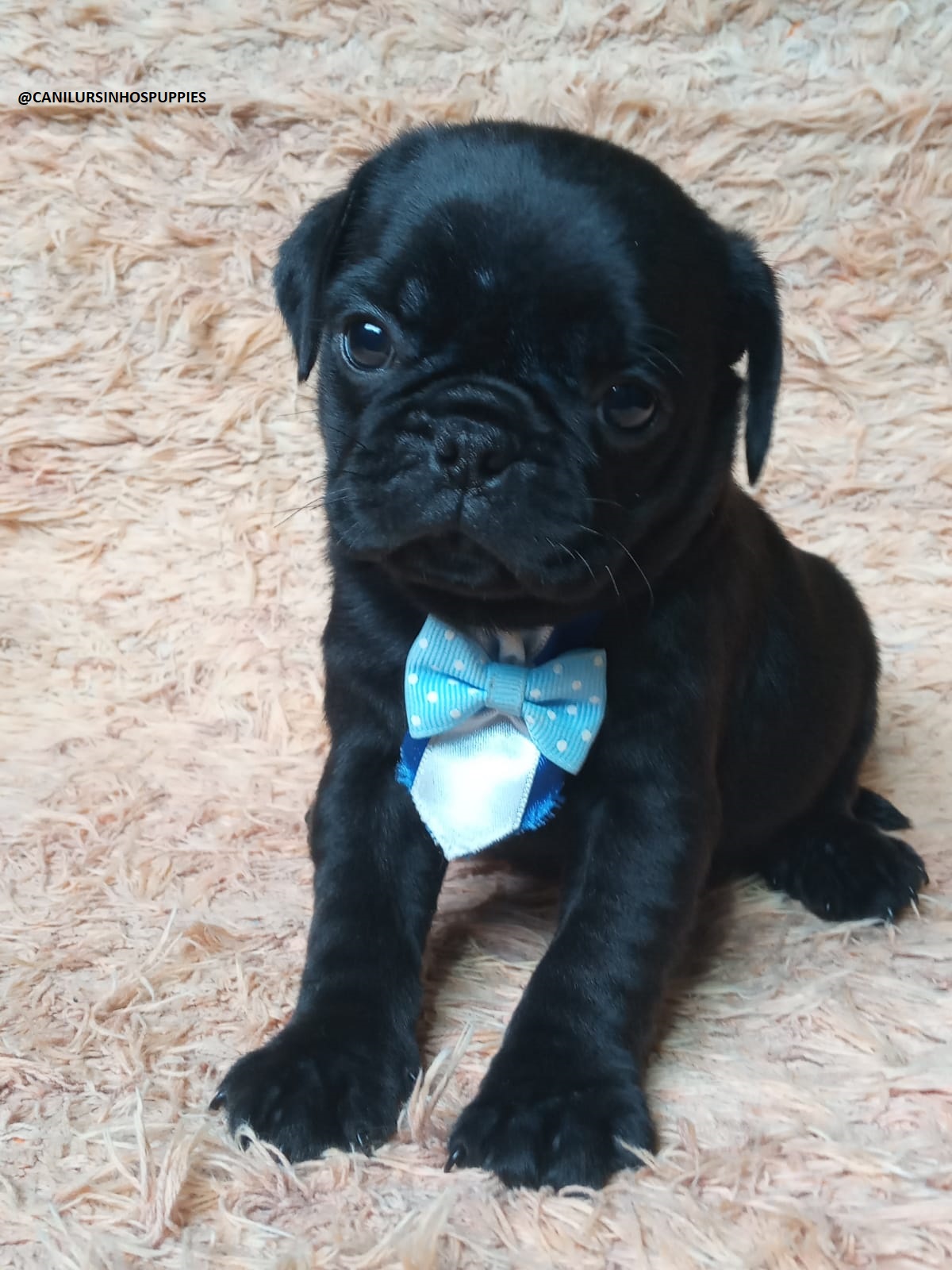 Pug - Foto 1